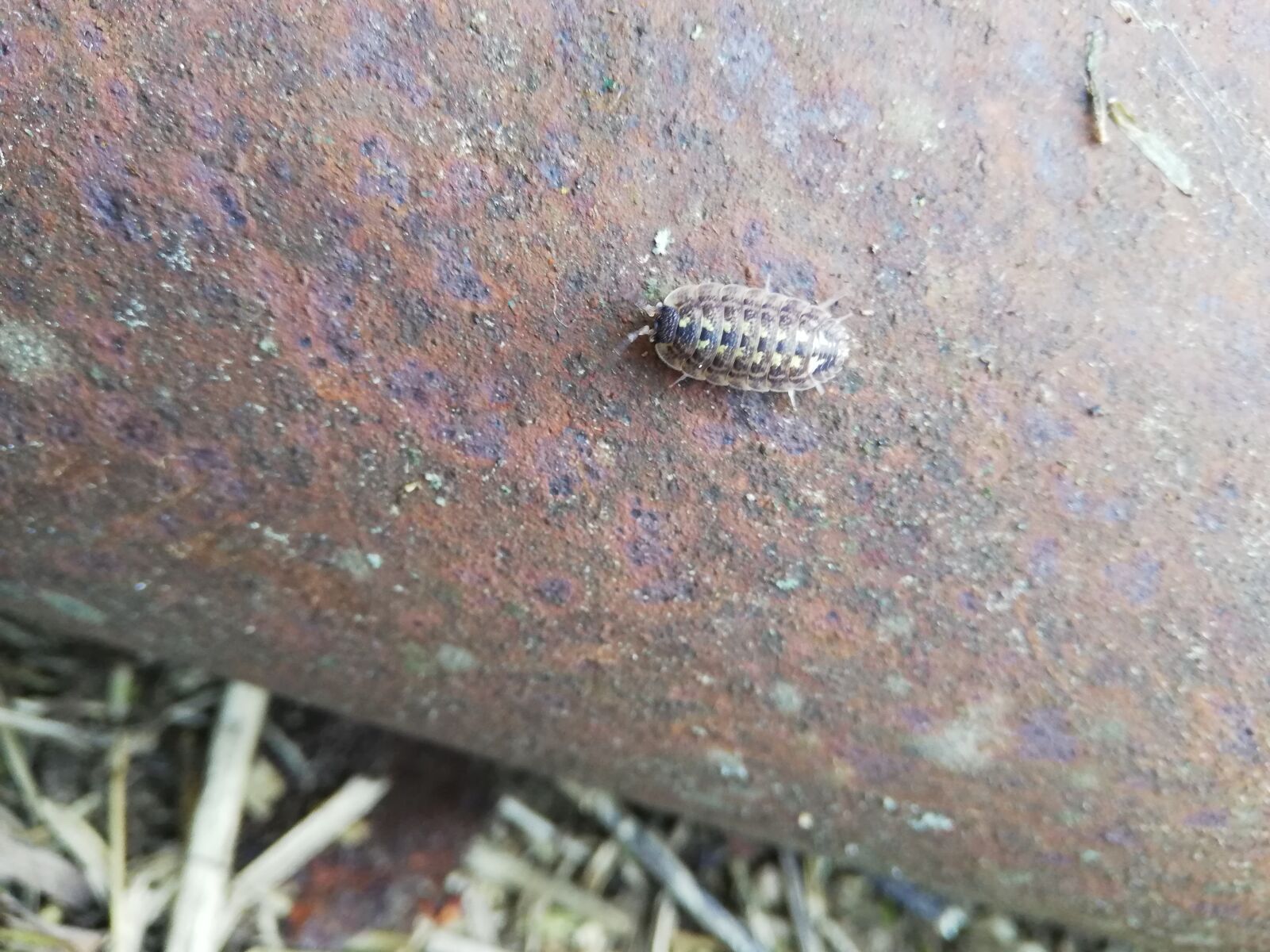 HUAWEI P20 lite sample photo. Beetle, coil, black photography