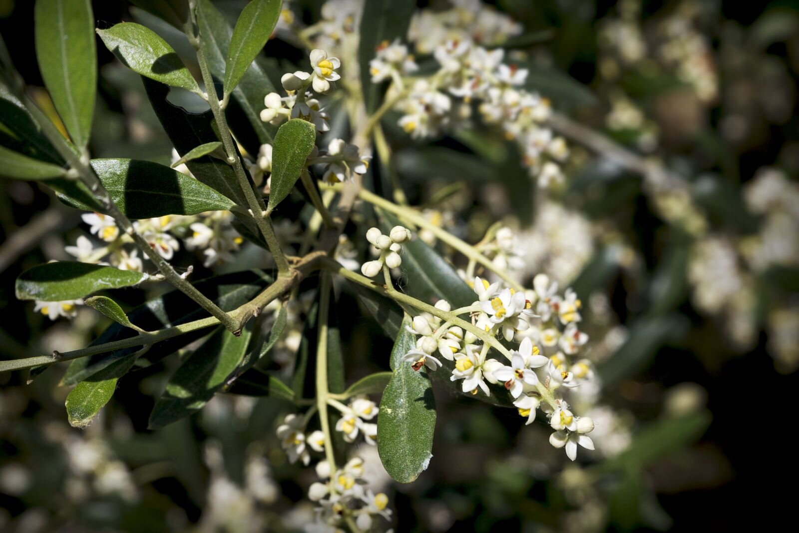 Canon EOS 6D sample photo. Olive trees, flowers, flora photography