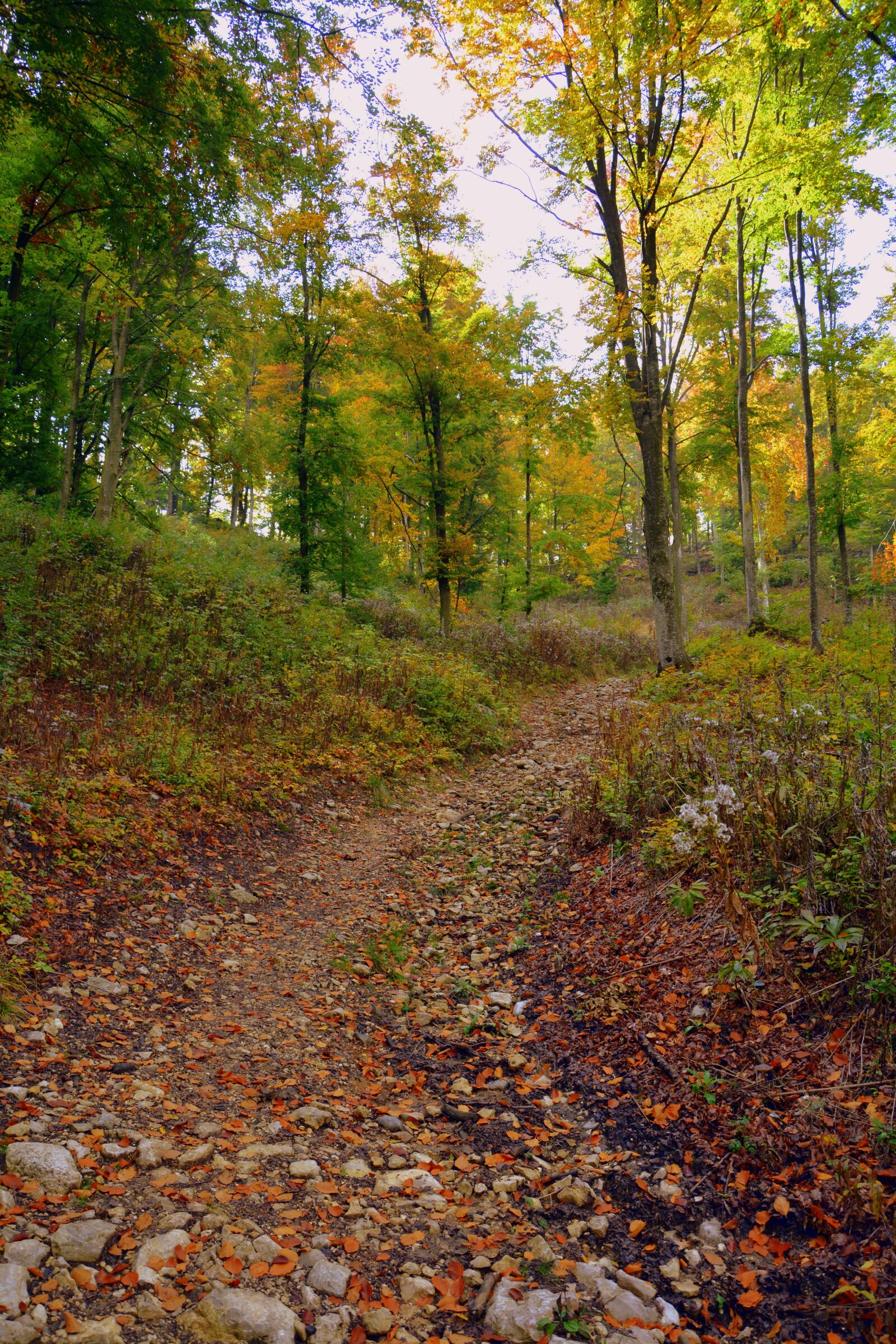 Nikon D7100 sample photo. Trail, forest, autumn photography