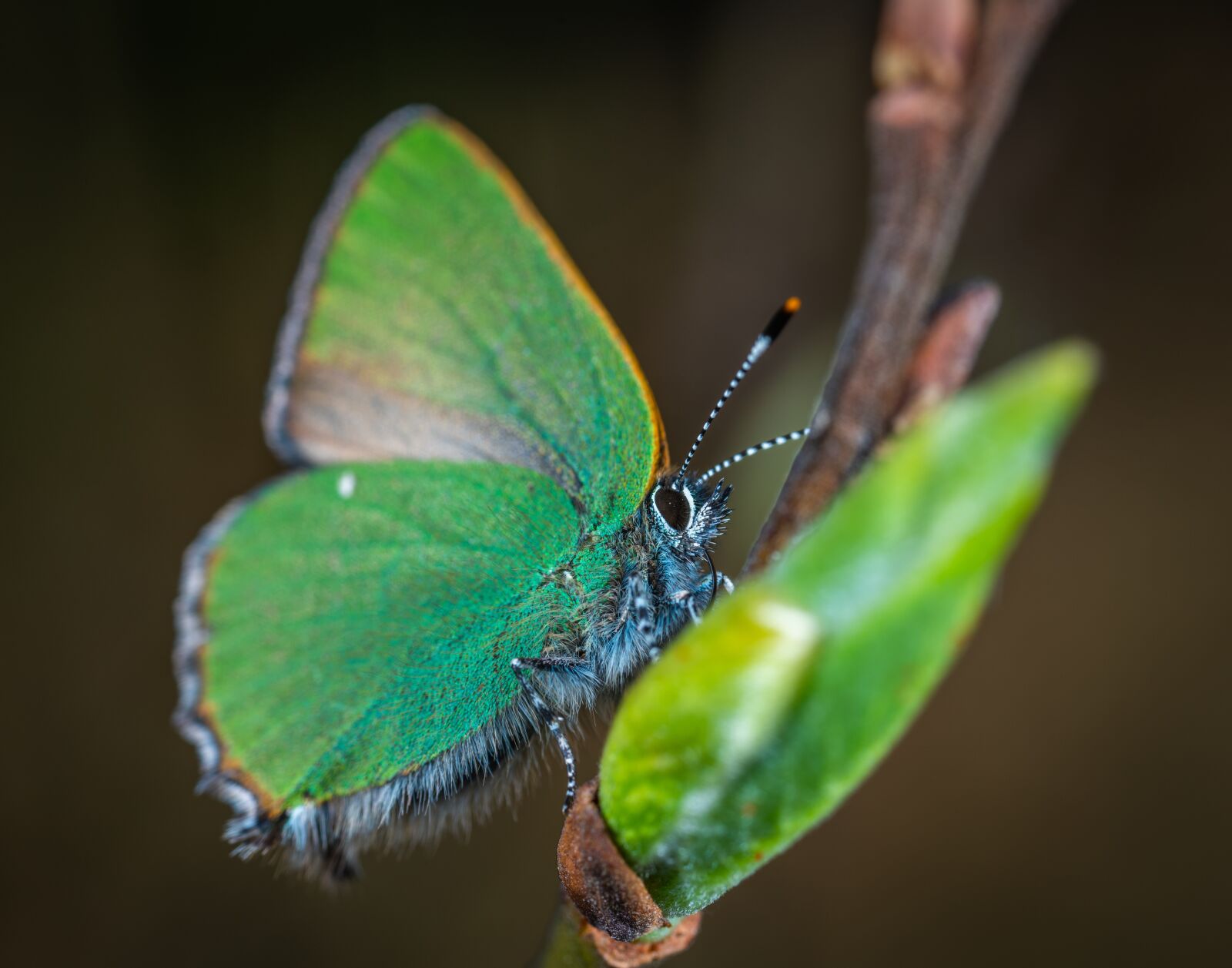 #124 65/2.8 sample photo. Insect, macro, lepidoptera photography