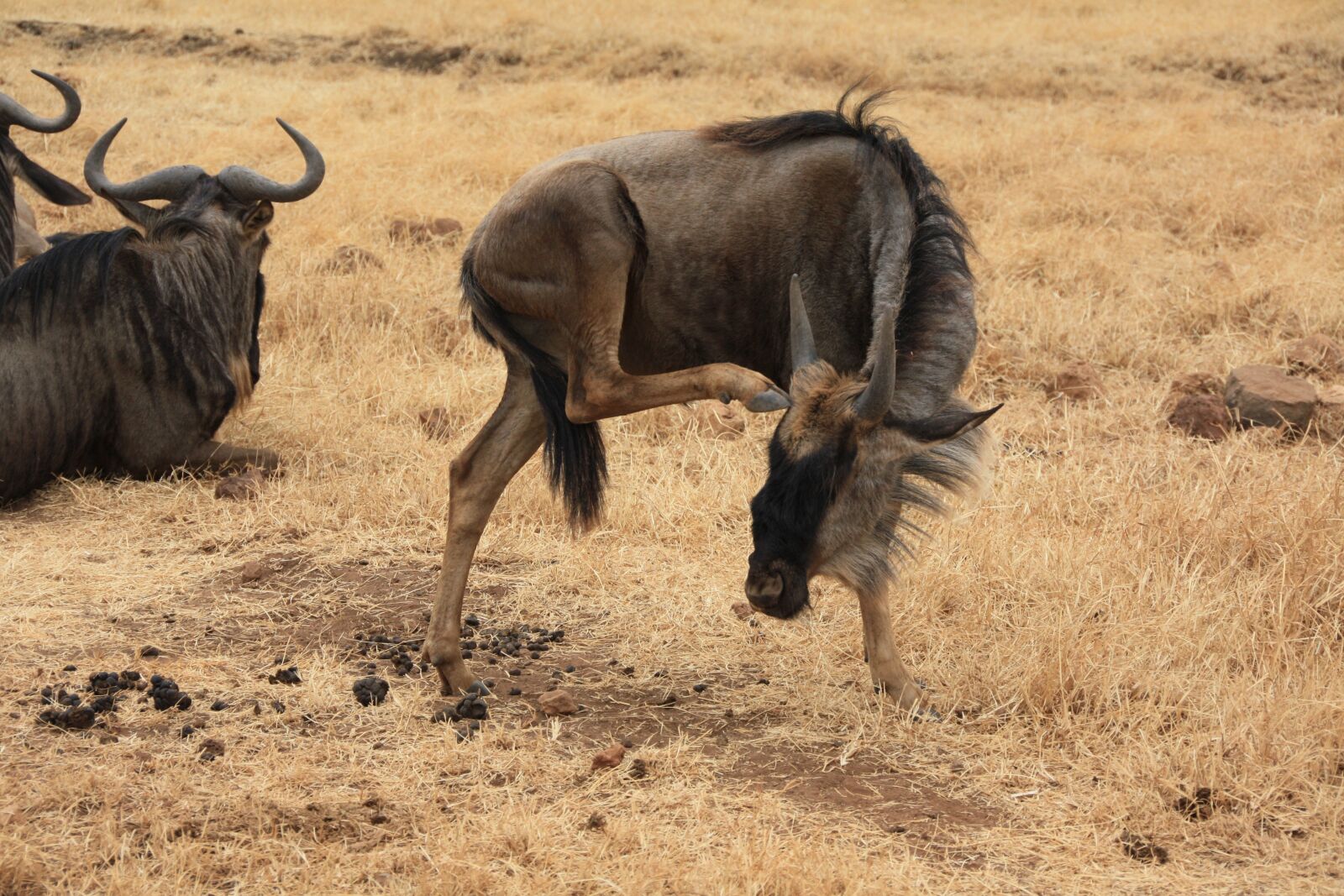 Canon EOS 450D (EOS Rebel XSi / EOS Kiss X2) sample photo. Gnu, africa, safari photography