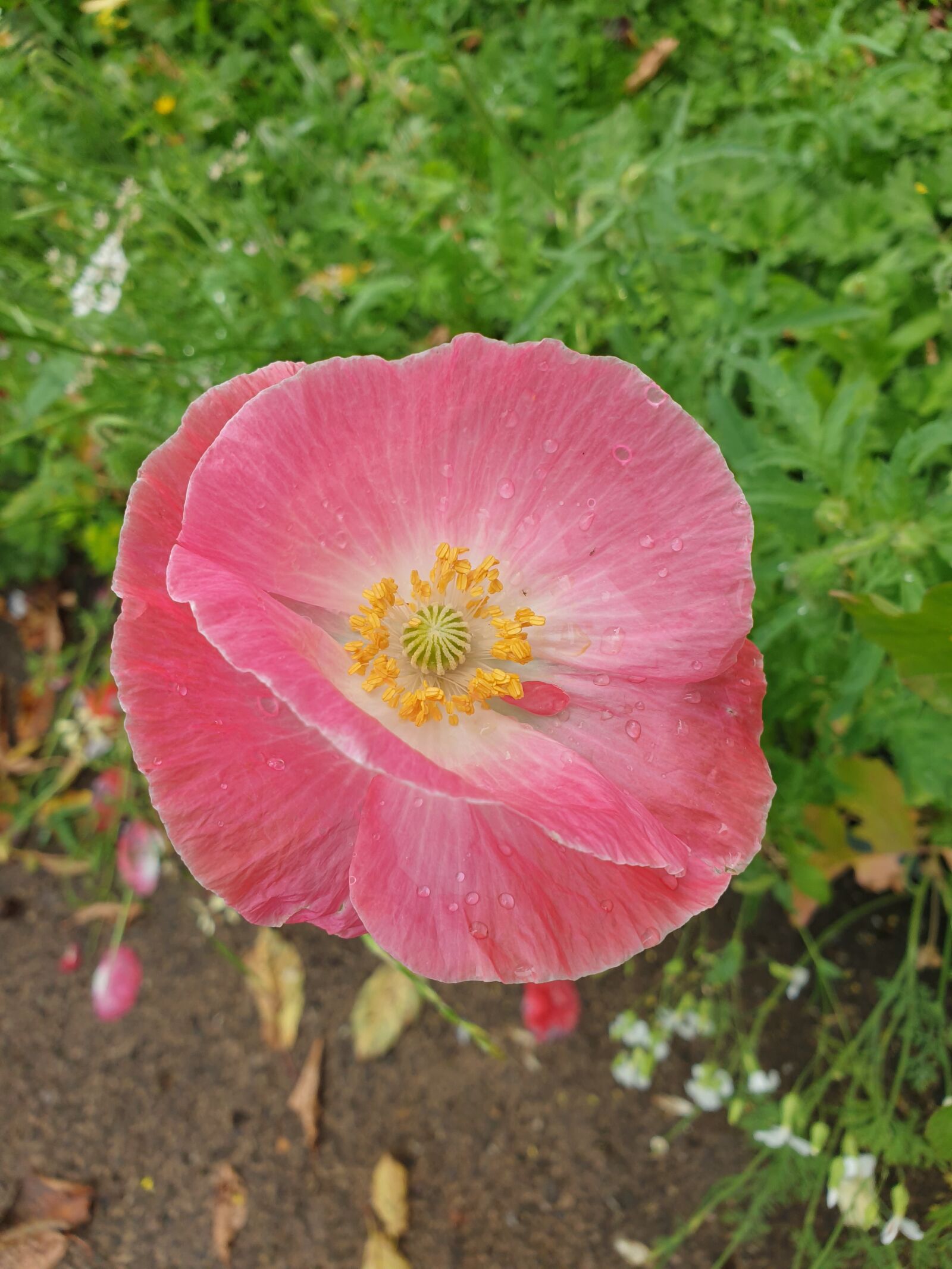 Samsung Galaxy S9 sample photo. Pink, poppy, flower photography