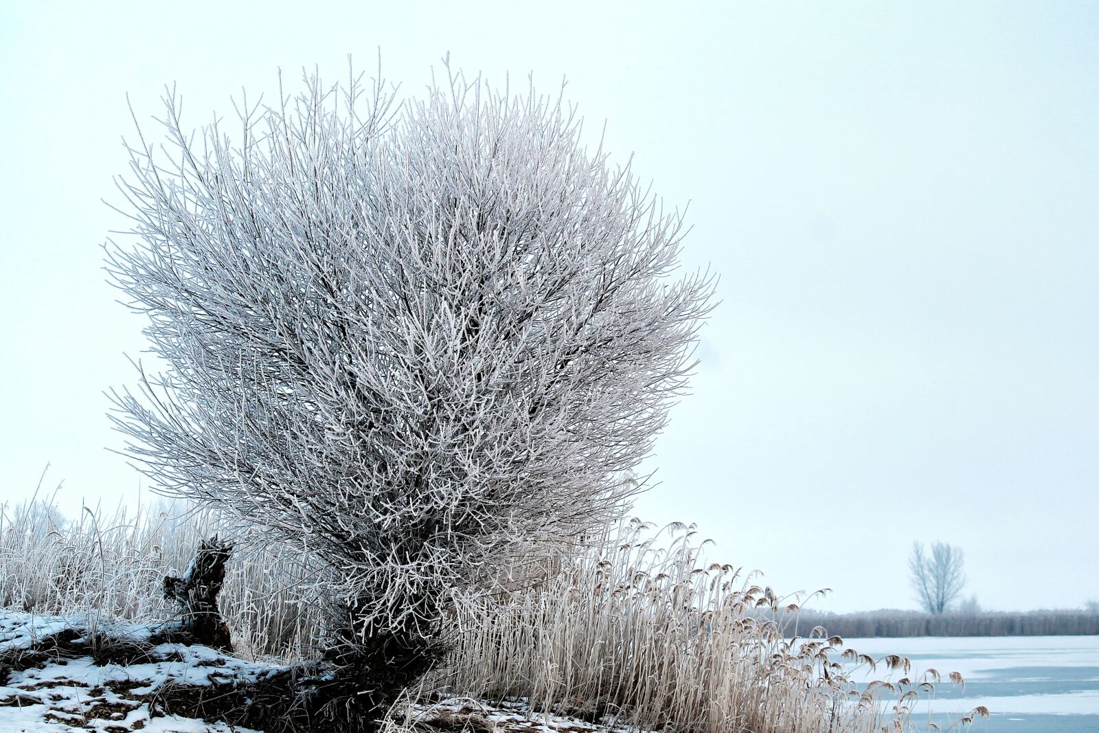 Canon EOS 1100D (EOS Rebel T3 / EOS Kiss X50) + Canon EF-S 55-250mm F4-5.6 IS STM sample photo. Tree, pasture, hoarfrost photography