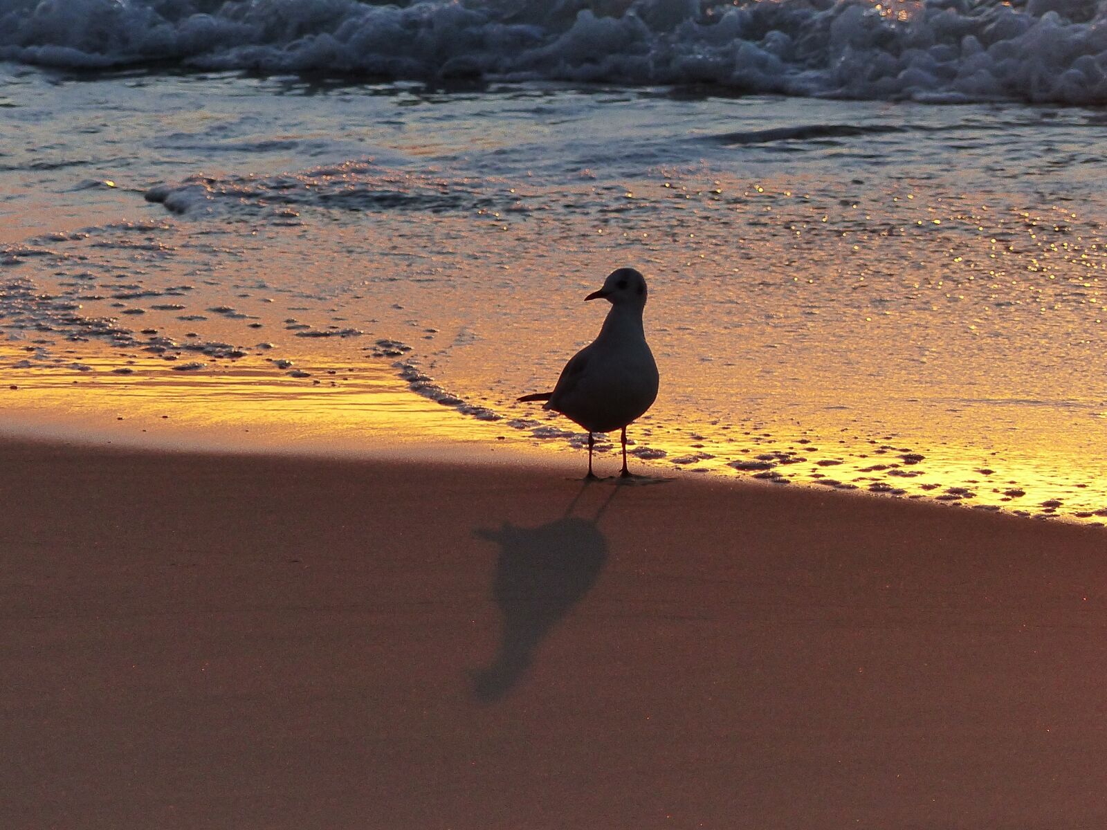 Panasonic Lumix DMC-FZ200 sample photo. Seagull, beach, dawn photography