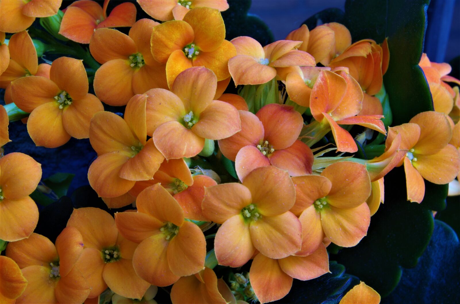 Pentax K-50 sample photo. Flowers, orange flowers, spring photography