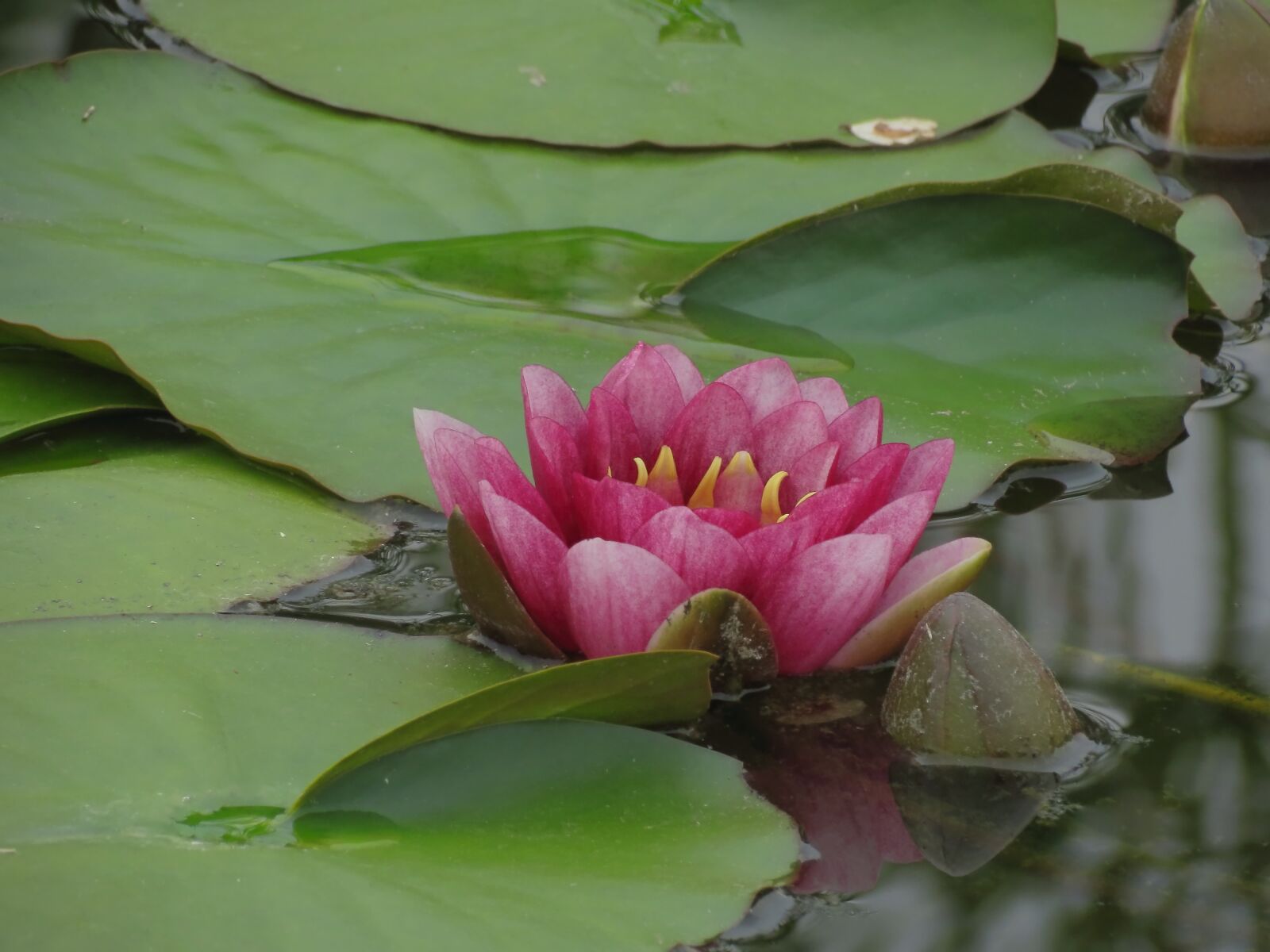 Canon PowerShot SX40 HS sample photo. Waterlilies, chalice, water photography