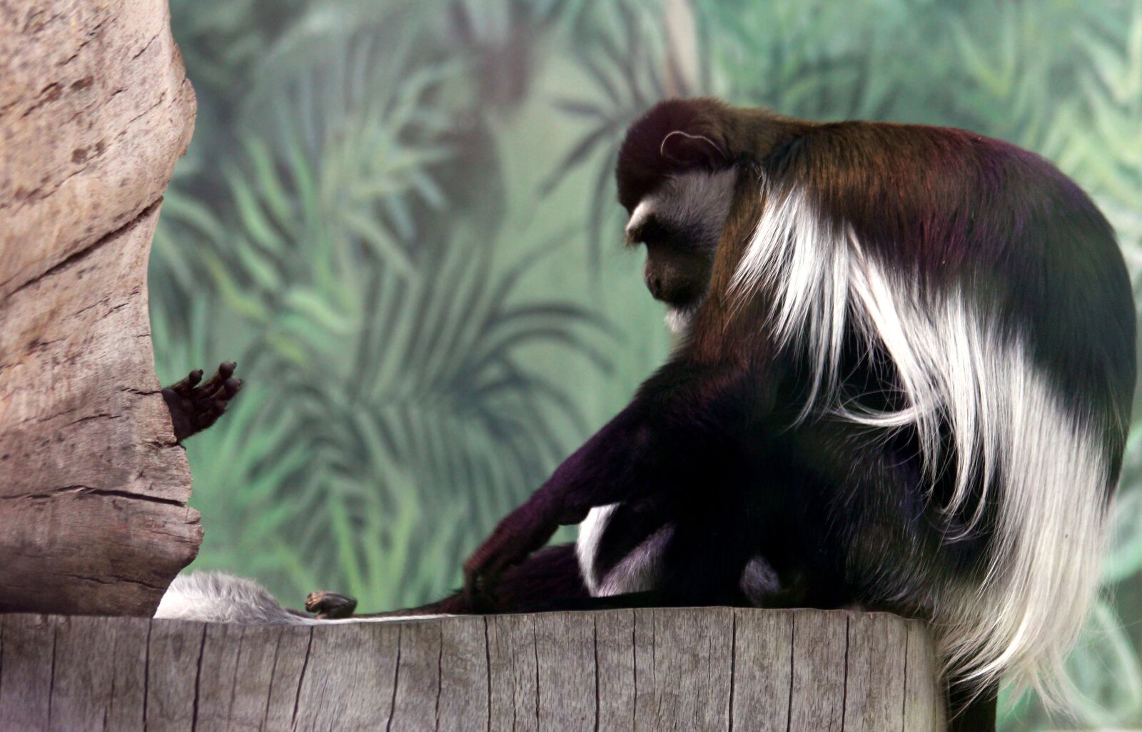 Canon EOS 650D (EOS Rebel T4i / EOS Kiss X6i) sample photo. Eastern colobus, gveretsa, colobus photography