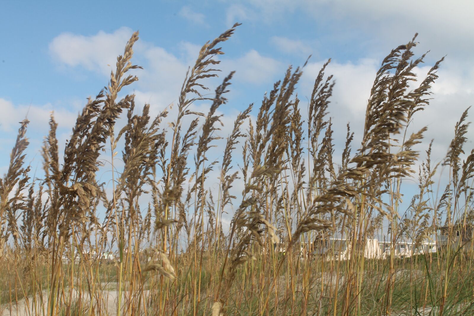 Canon EOS 1100D (EOS Rebel T3 / EOS Kiss X50) sample photo. Beach, grass, sea photography
