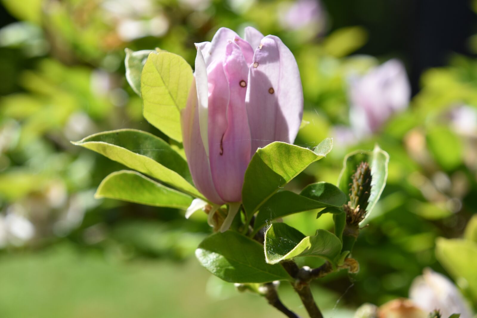 Nikon D5600 sample photo. Flower, spring, flowering photography