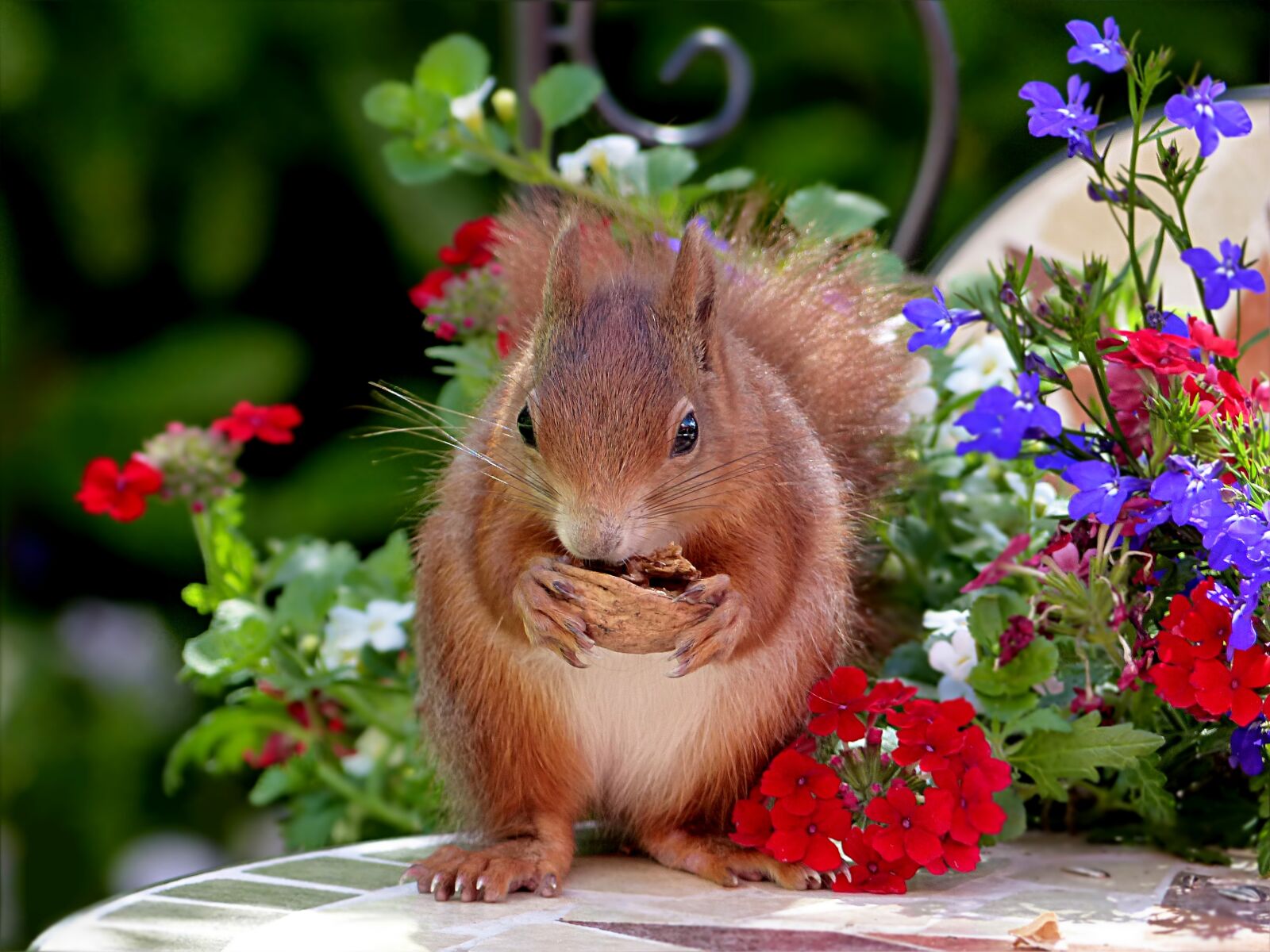 Panasonic Lumix DMC-FZ200 sample photo. Animal, squirrel, mammal photography