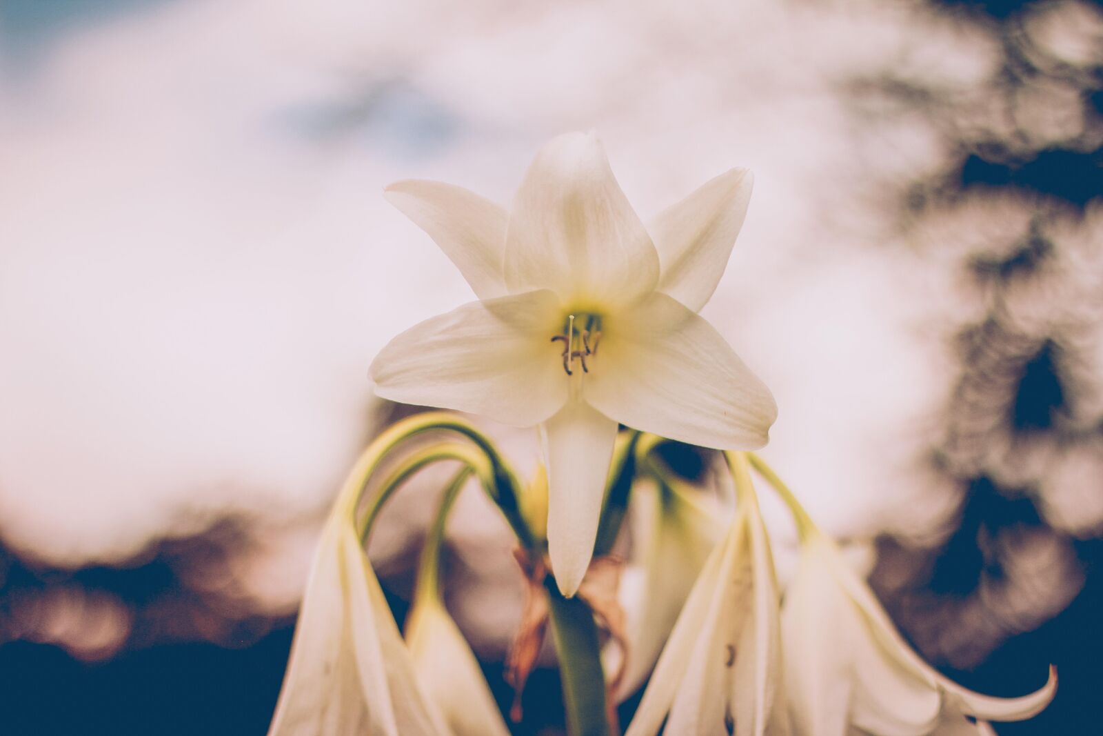 Canon EOS 60D + Canon EF 50mm F1.8 II sample photo. Bokeh, flower, mothernature, natural photography