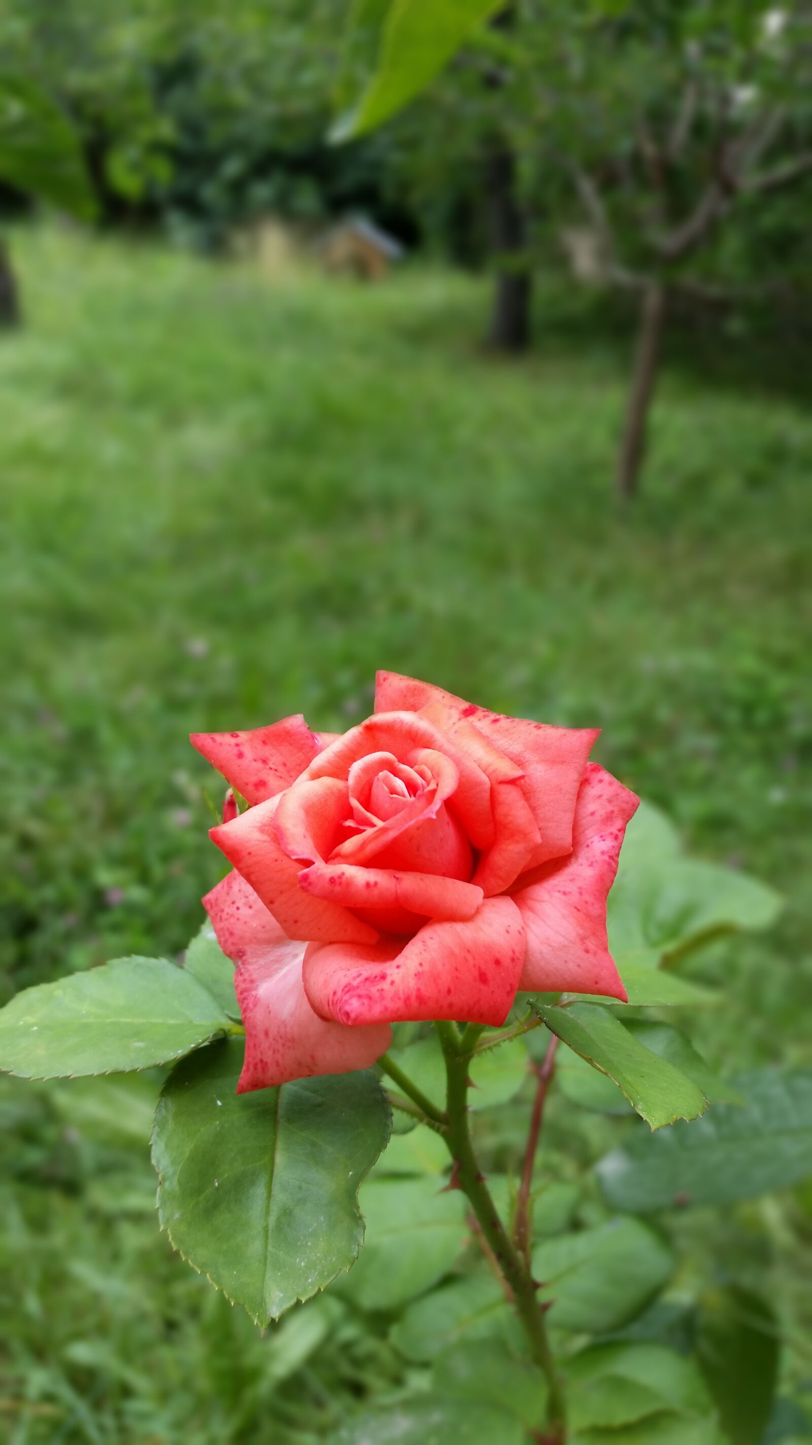 Samsung Galaxy S5 sample photo. Camera, flower, garden, grass photography