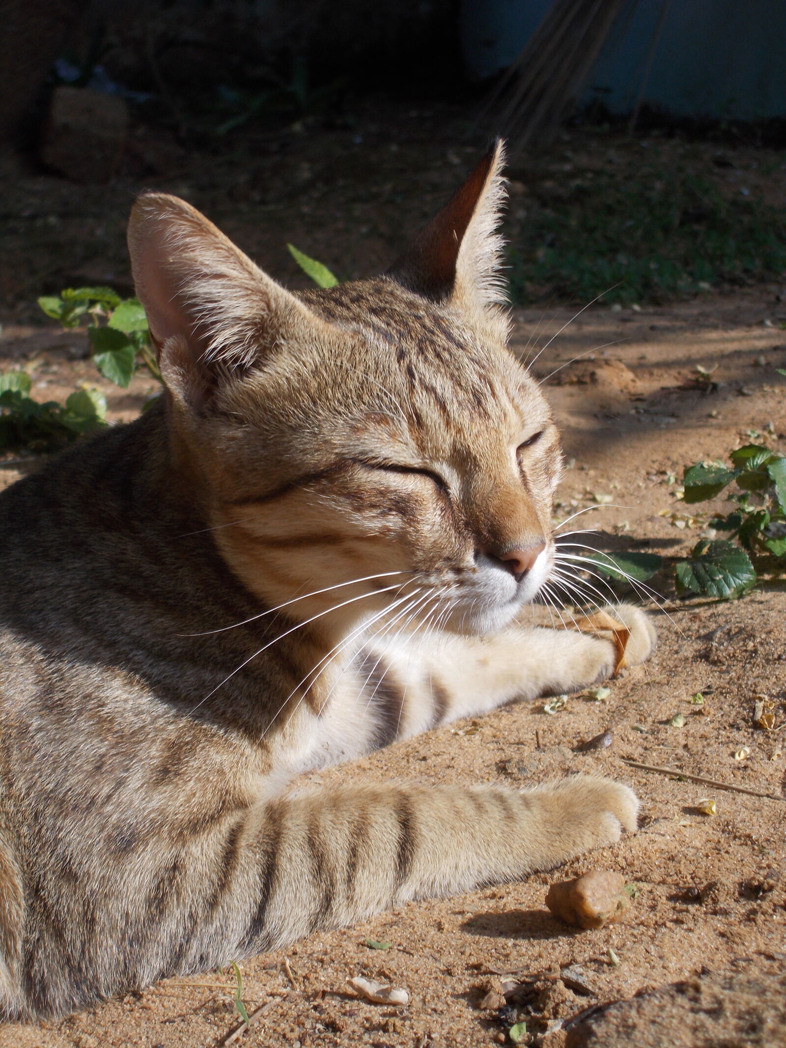Nikon Coolpix L26 sample photo