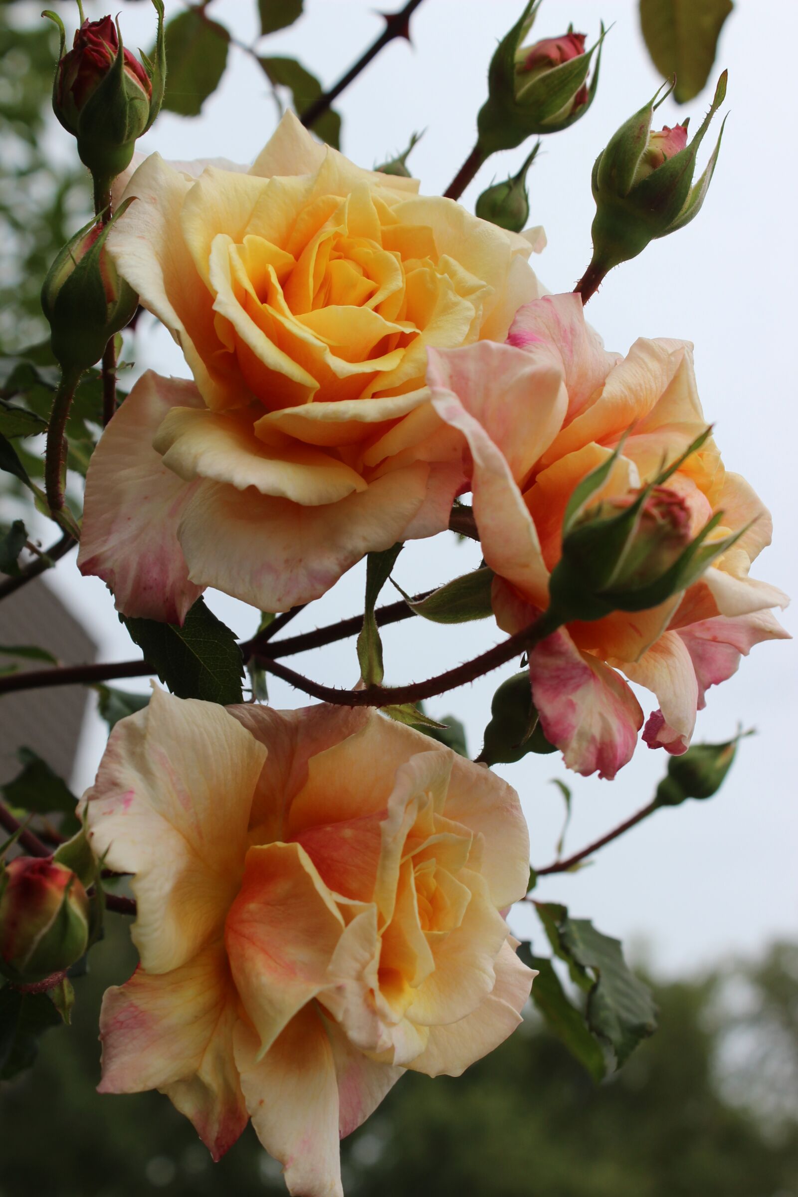 Canon EOS 600D (Rebel EOS T3i / EOS Kiss X5) sample photo. Roses, love, romantic photography