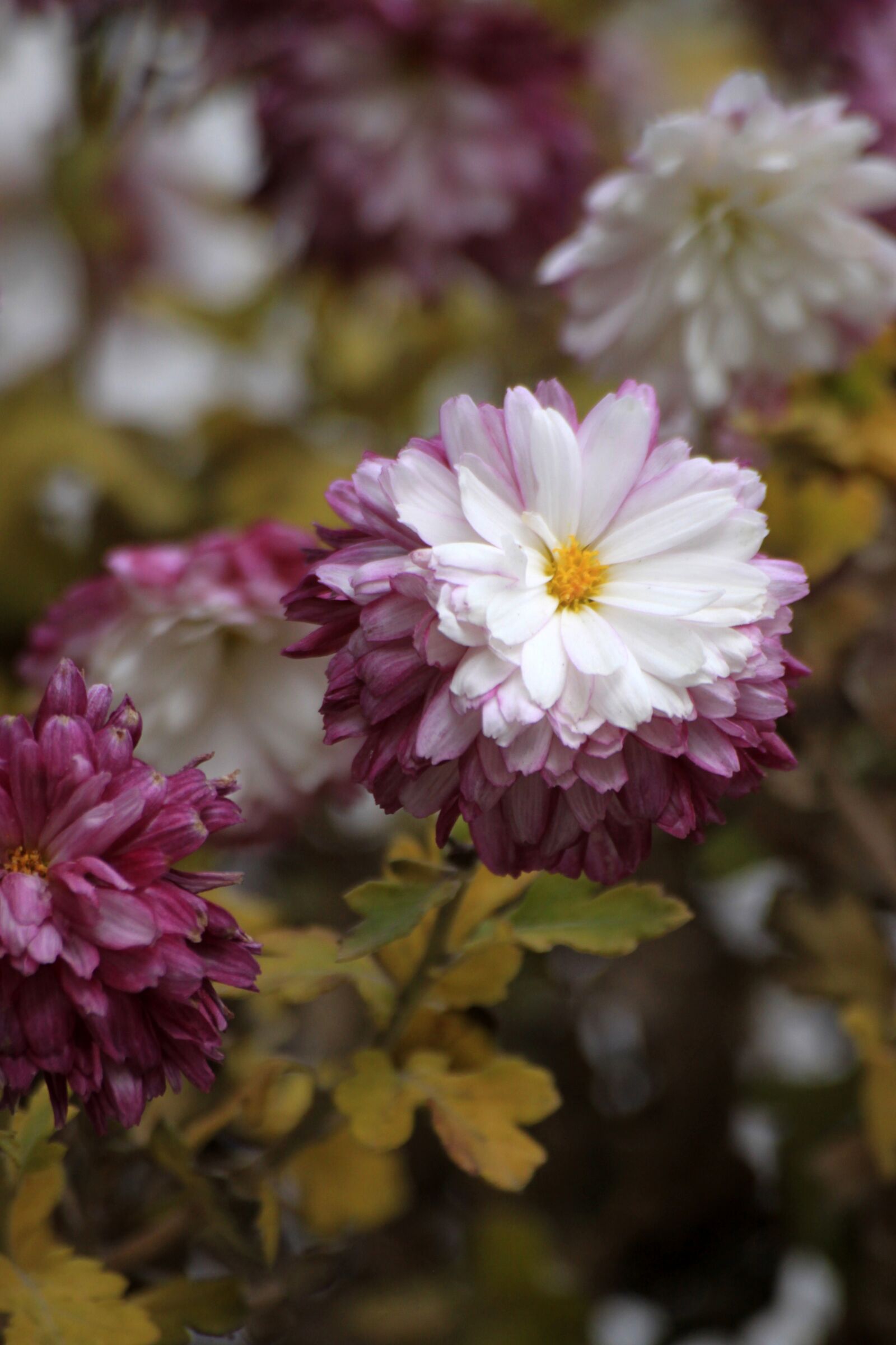 Canon EOS 50D sample photo. Flowers, autumn, plants photography