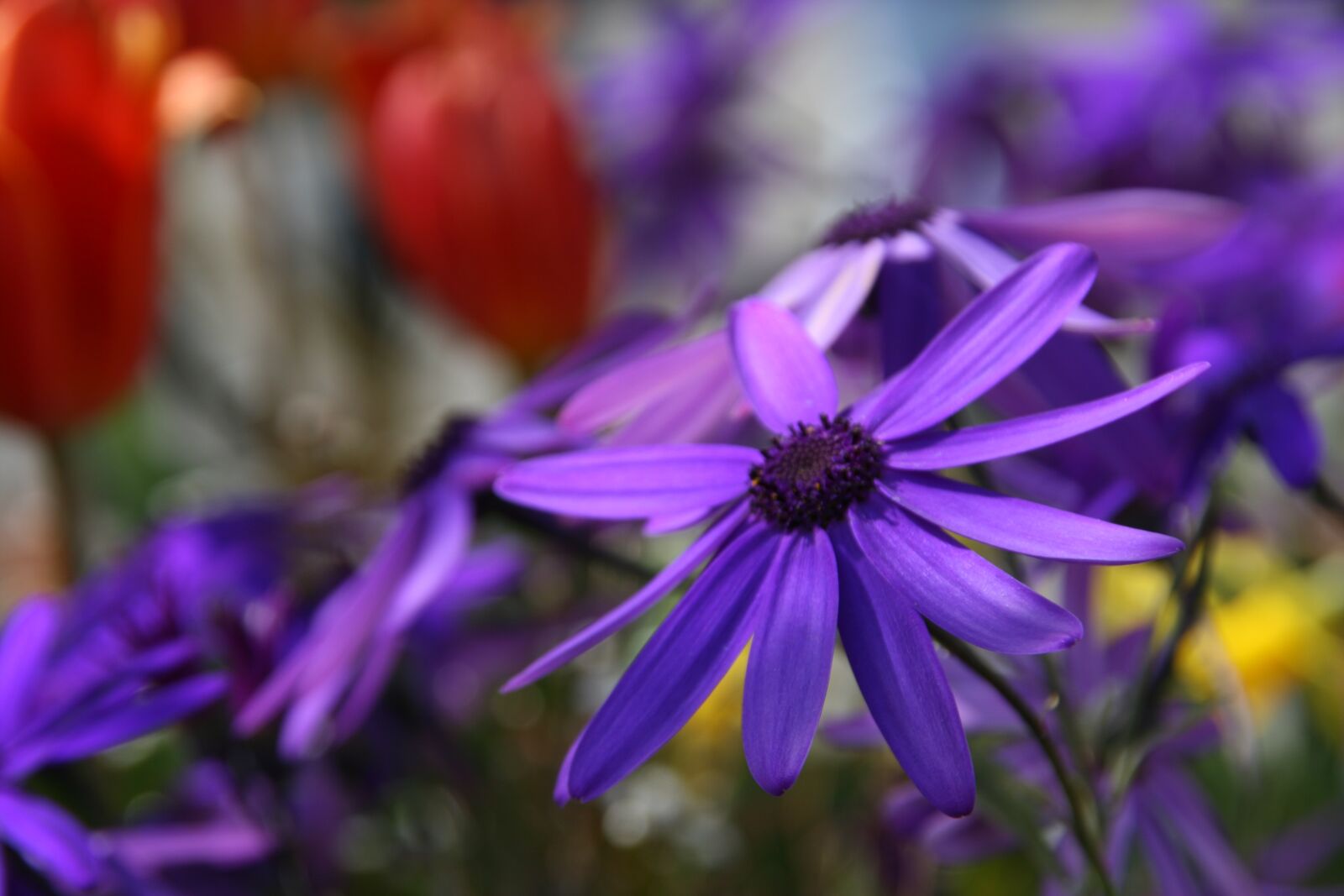 Canon EOS 400D (EOS Digital Rebel XTi / EOS Kiss Digital X) sample photo. Flower, blue, spring photography