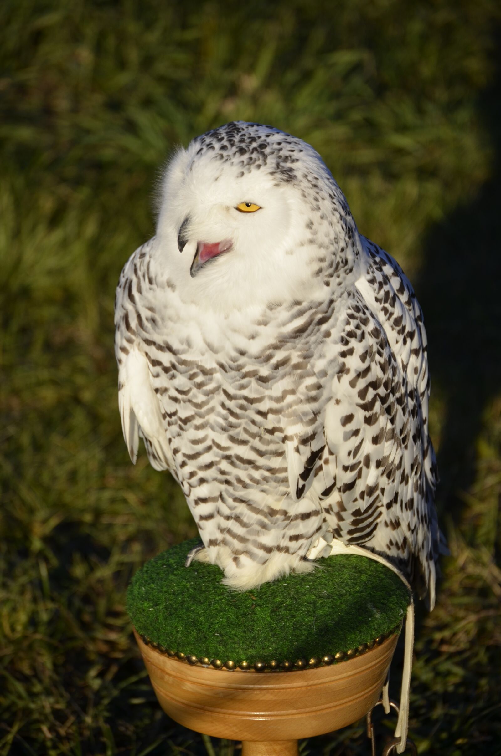 Nikon D5100 sample photo. Owl, eagle owl, feather photography
