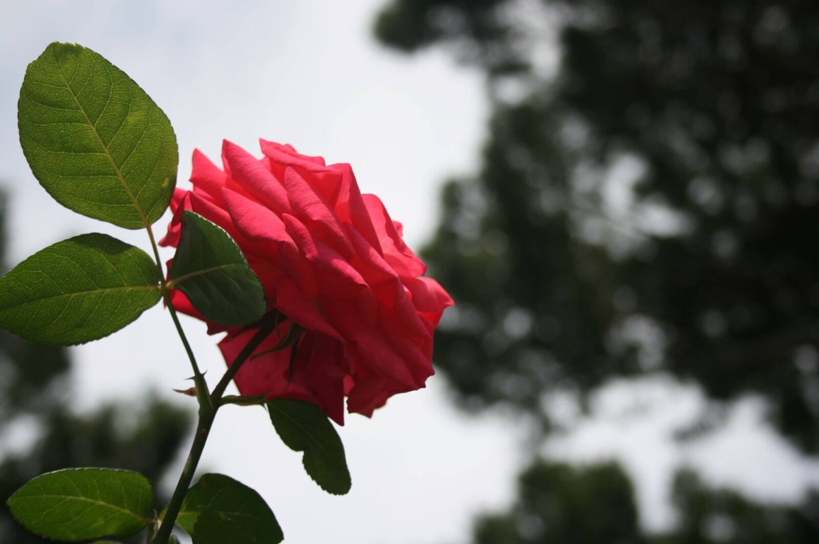 Canon EOS 400D (EOS Digital Rebel XTi / EOS Kiss Digital X) sample photo. Rose, flower, blossom photography