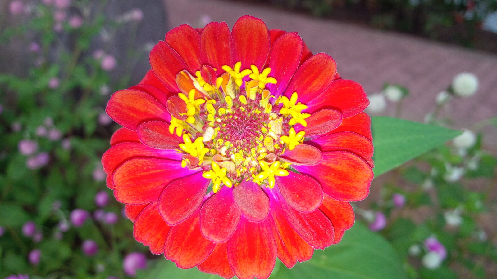 BlackBerry Z10 sample photo. Beautiful, flowers photography