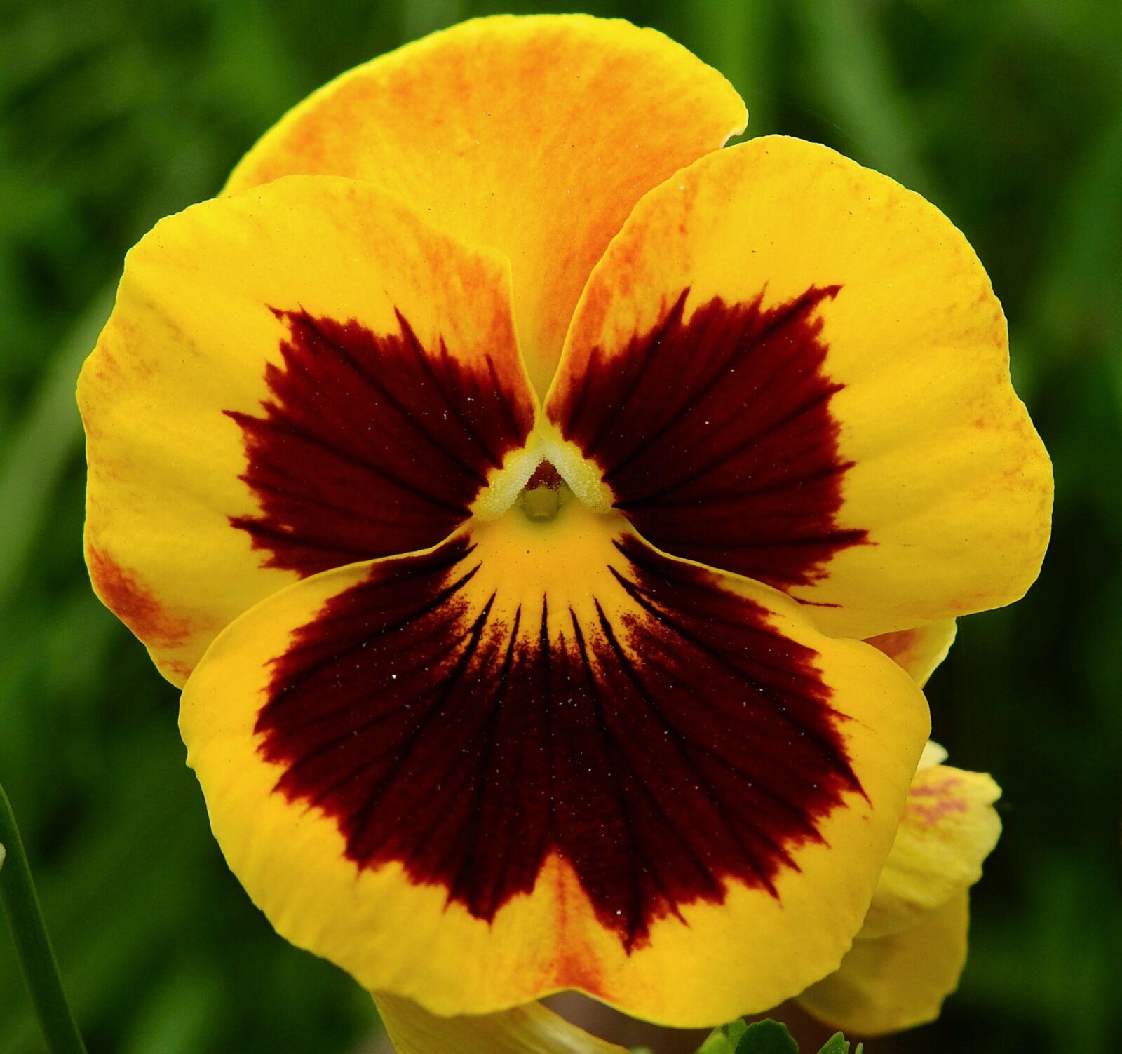 Nikon Coolpix P900 sample photo. Pansy, flower, garden photography