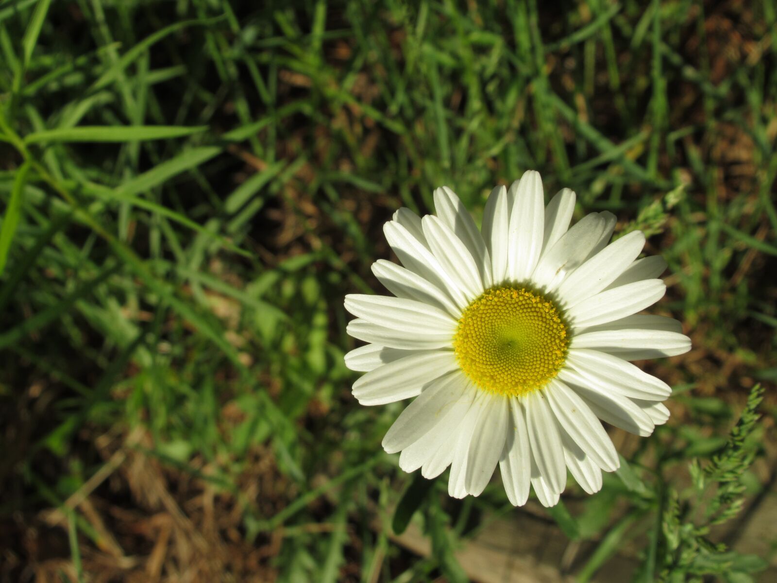 Canon PowerShot SX620 HS sample photo. Flower, garden, bloom photography