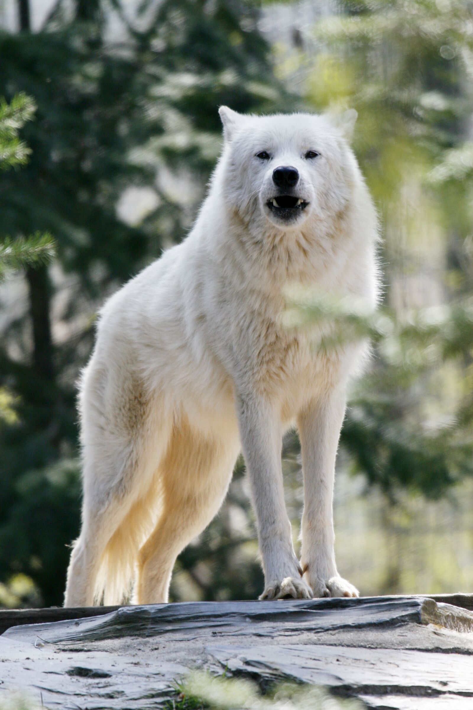 Canon EOS 30D sample photo. Nature, mammal, animal photography