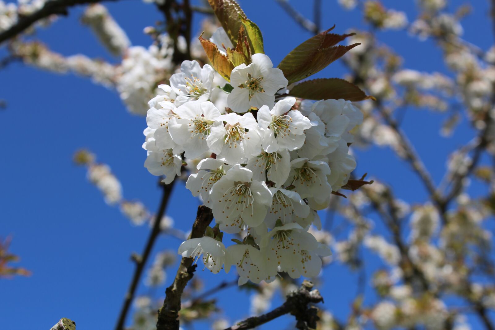 Canon EOS 1300D (EOS Rebel T6 / EOS Kiss X80) sample photo. Cherry blossom, cherry wood photography