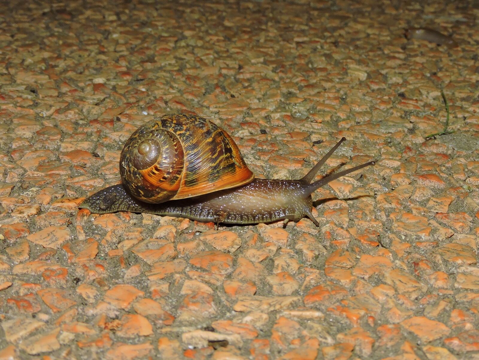 Nikon Coolpix P600 sample photo. Snail, crawl, animal photography