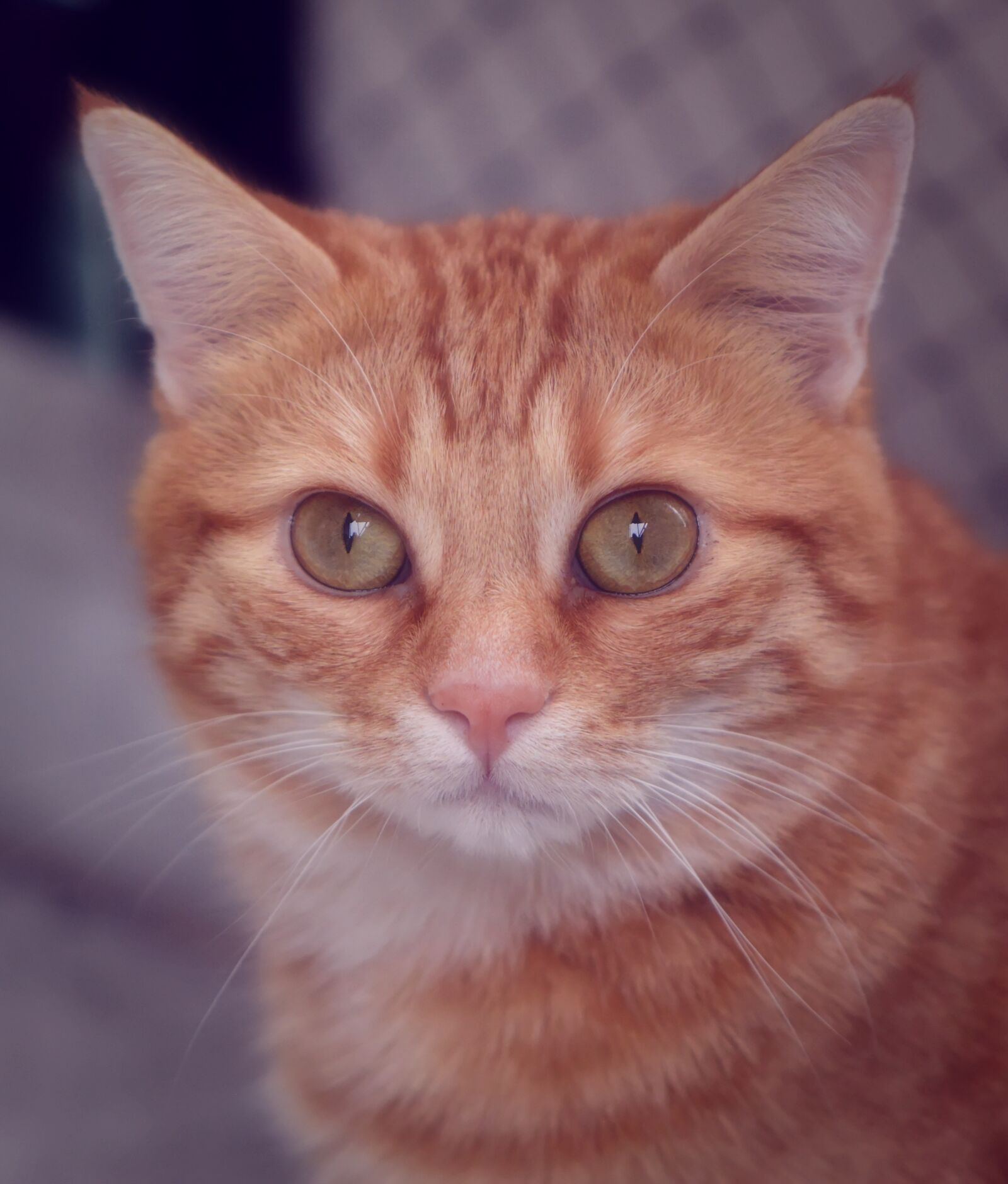 Nikon D3200 sample photo. Cat, red, cute photography