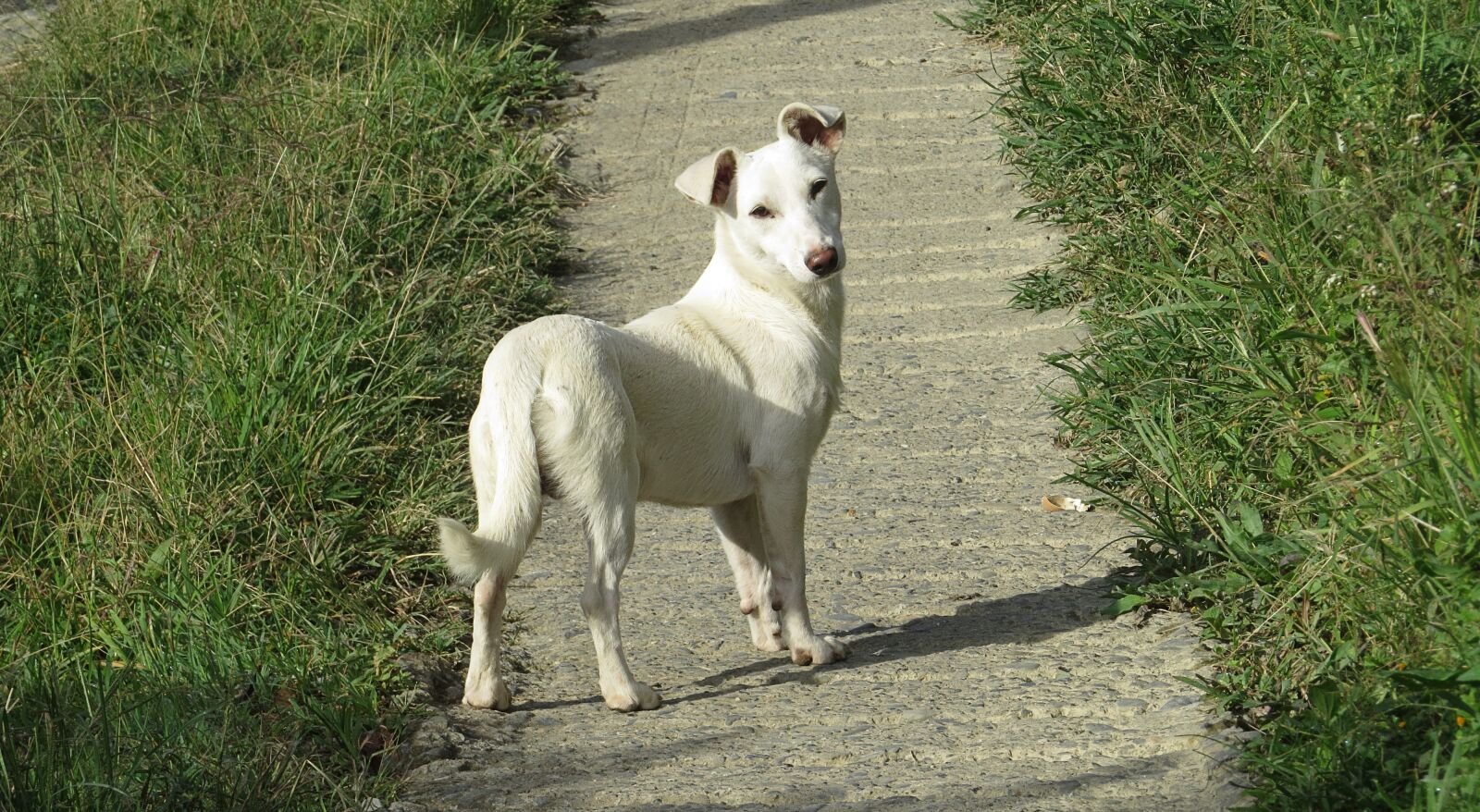 Canon PowerShot SX50 HS sample photo. Dog, fauna, domestic animal photography