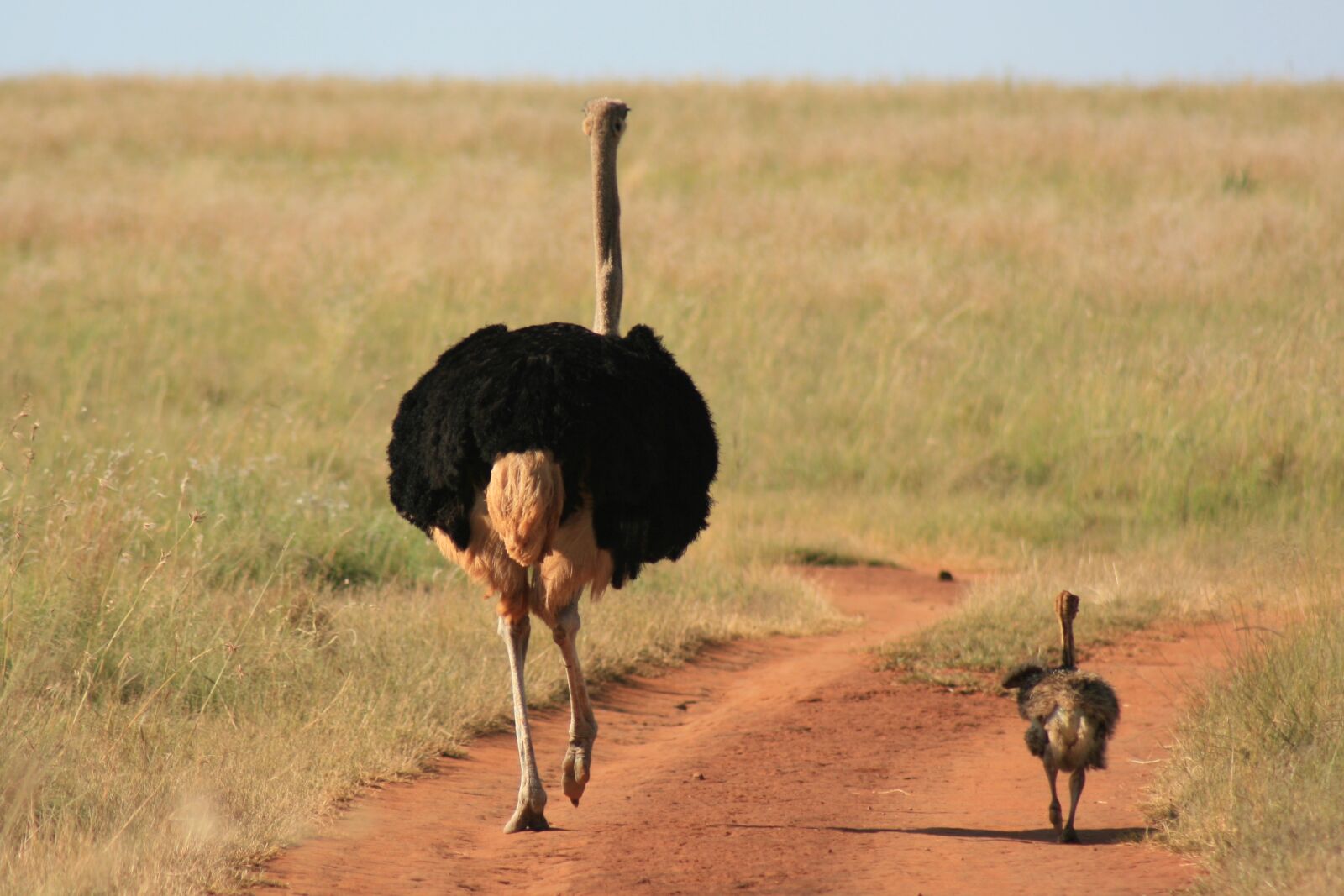 Canon EOS 400D (EOS Digital Rebel XTi / EOS Kiss Digital X) sample photo. Ostrich, walking, chook photography