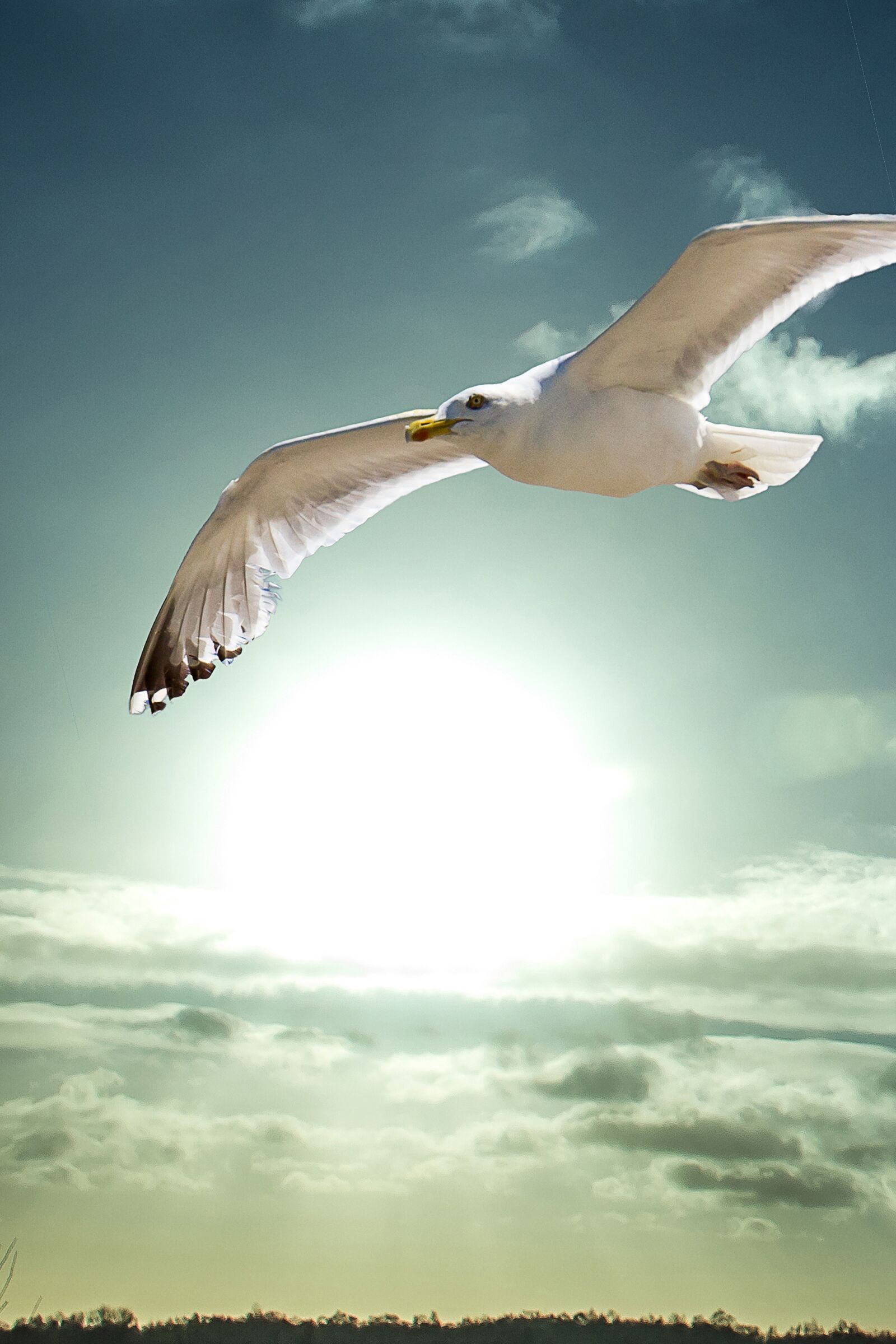 Canon EOS 550D (EOS Rebel T2i / EOS Kiss X4) sample photo. Sun, seagull, heaven photography