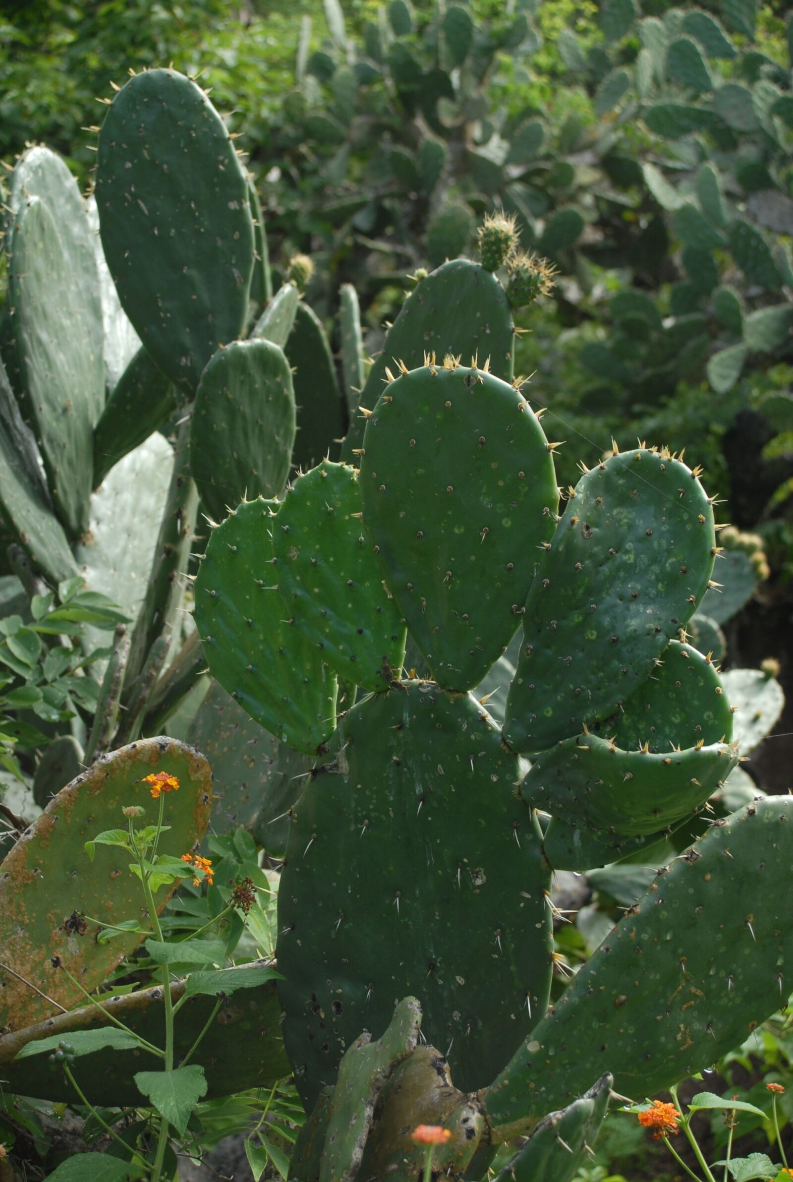 Nikon D200 sample photo. Cactus, vegetable, nature photography