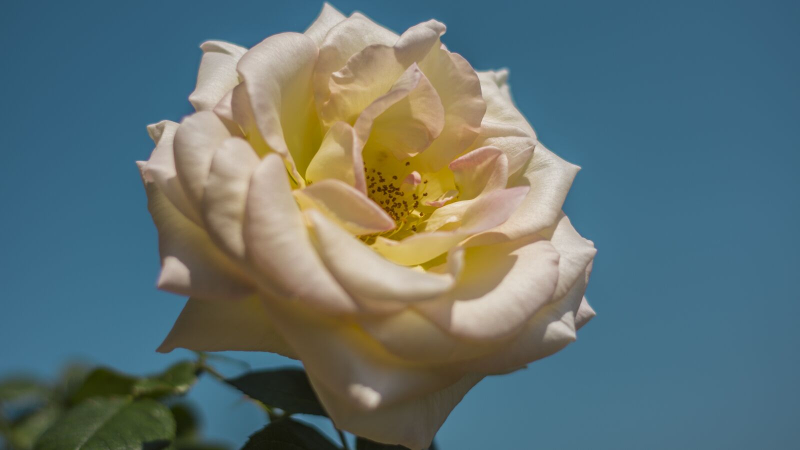 Pentax smc DA 50mm F1.8 sample photo. Rose, flower, plant photography