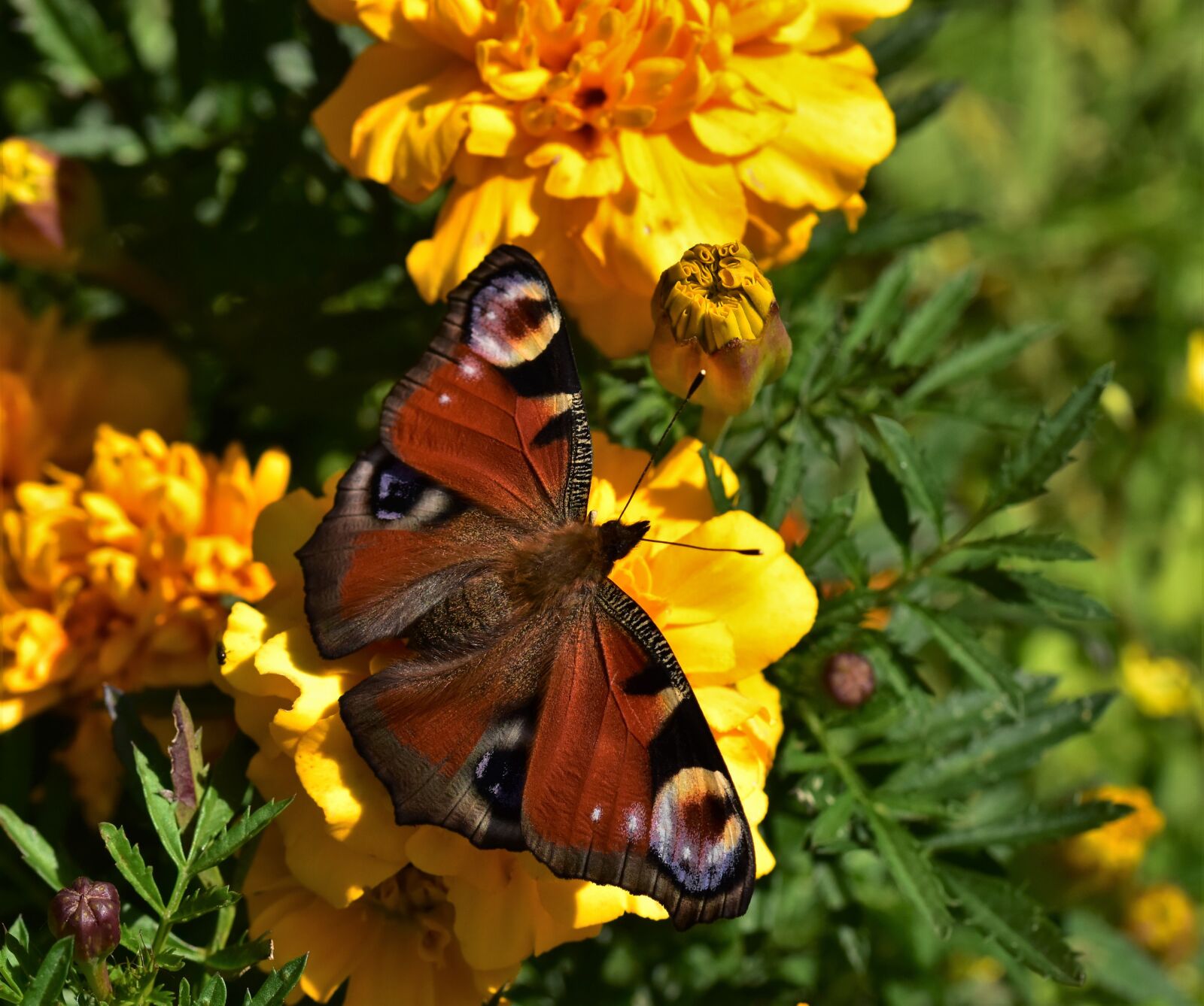 Nikon D5500 sample photo. Butterfly, nature, insect photography