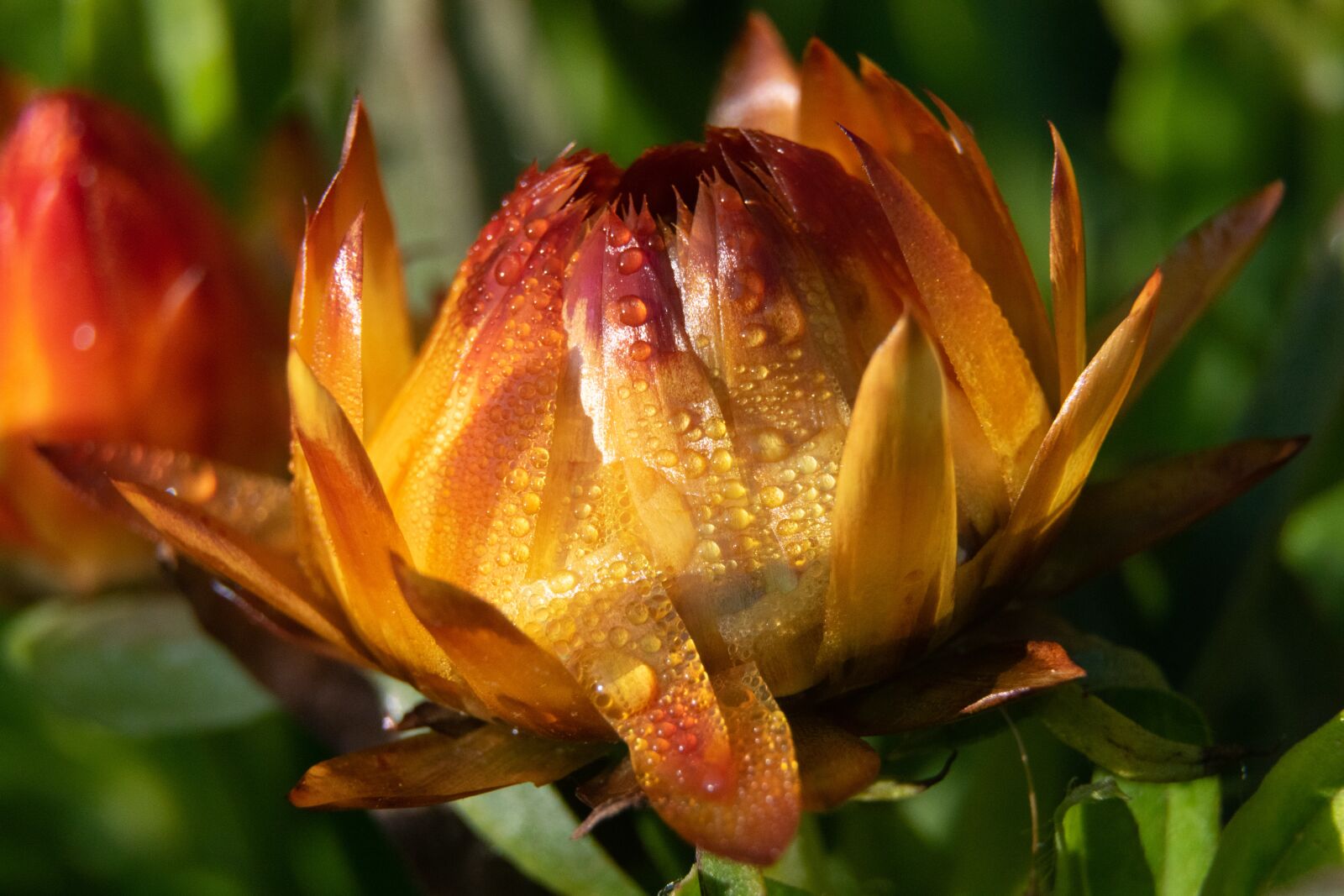 Nikon D3300 sample photo. Flower, dew, nature photography