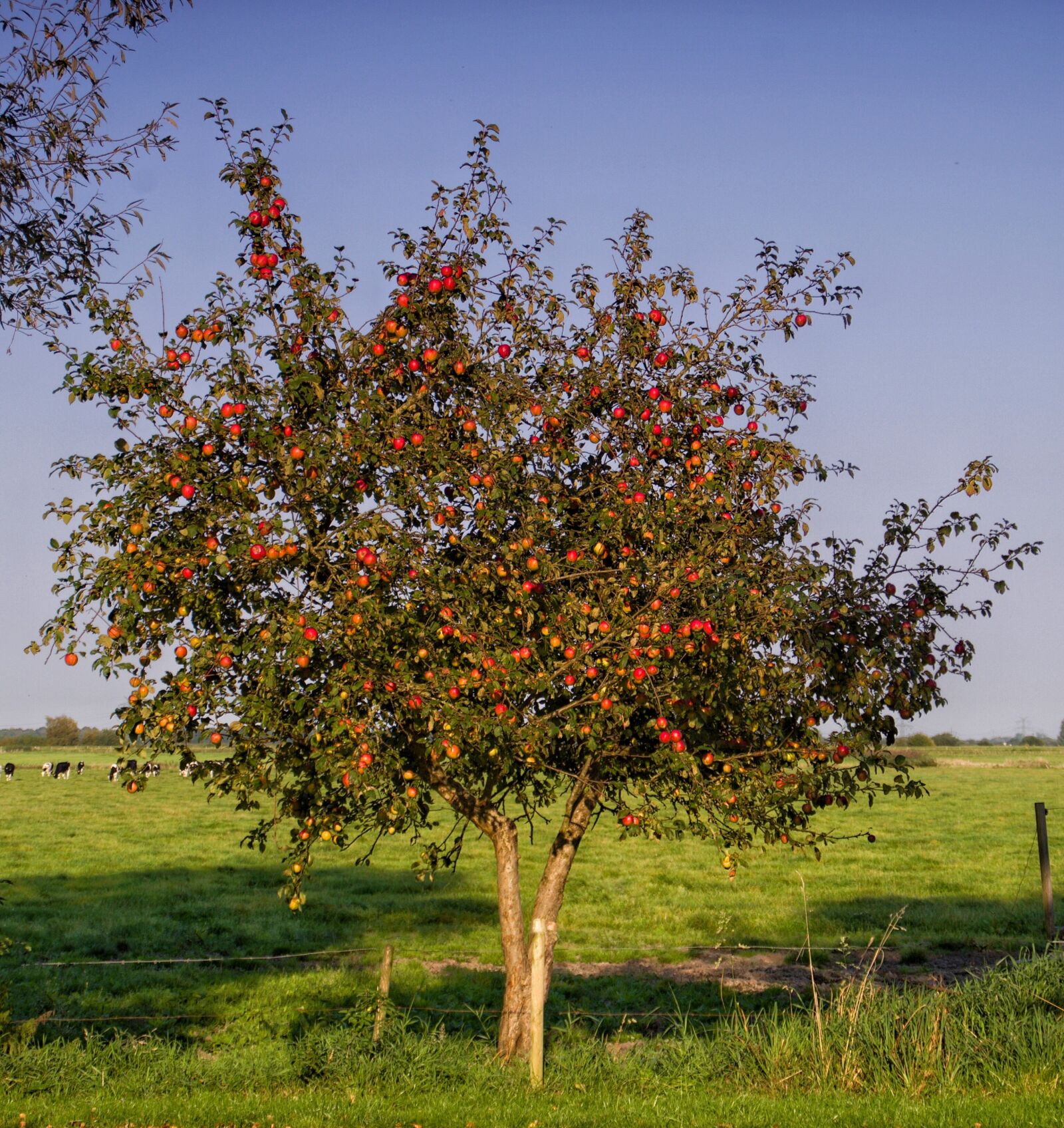 Pentax K-500 sample photo. Apple tree, apple, fruit photography