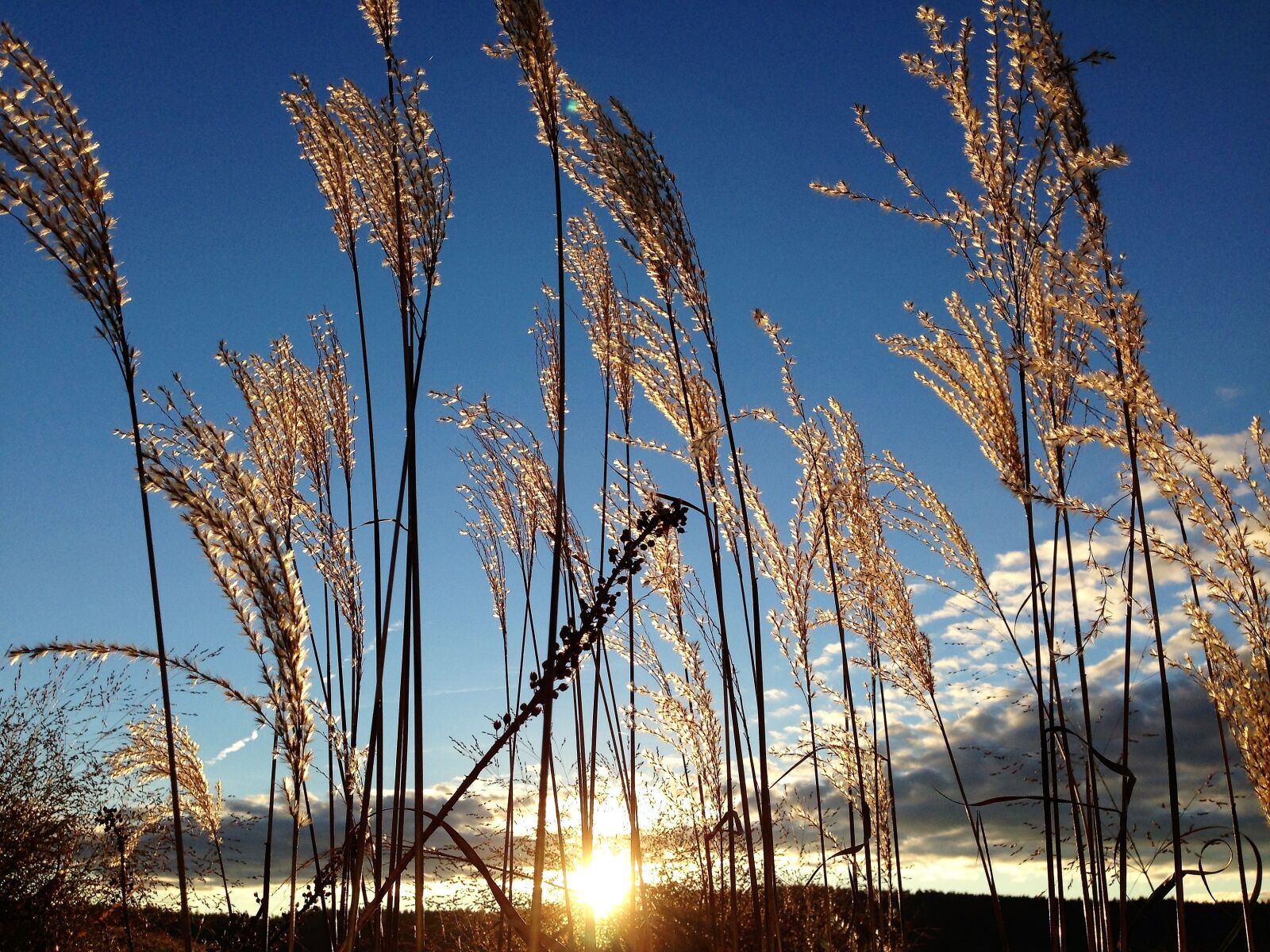 iPhone 5 back camera 4.12mm f/2.4 sample photo. Grasses, mood, nature photography