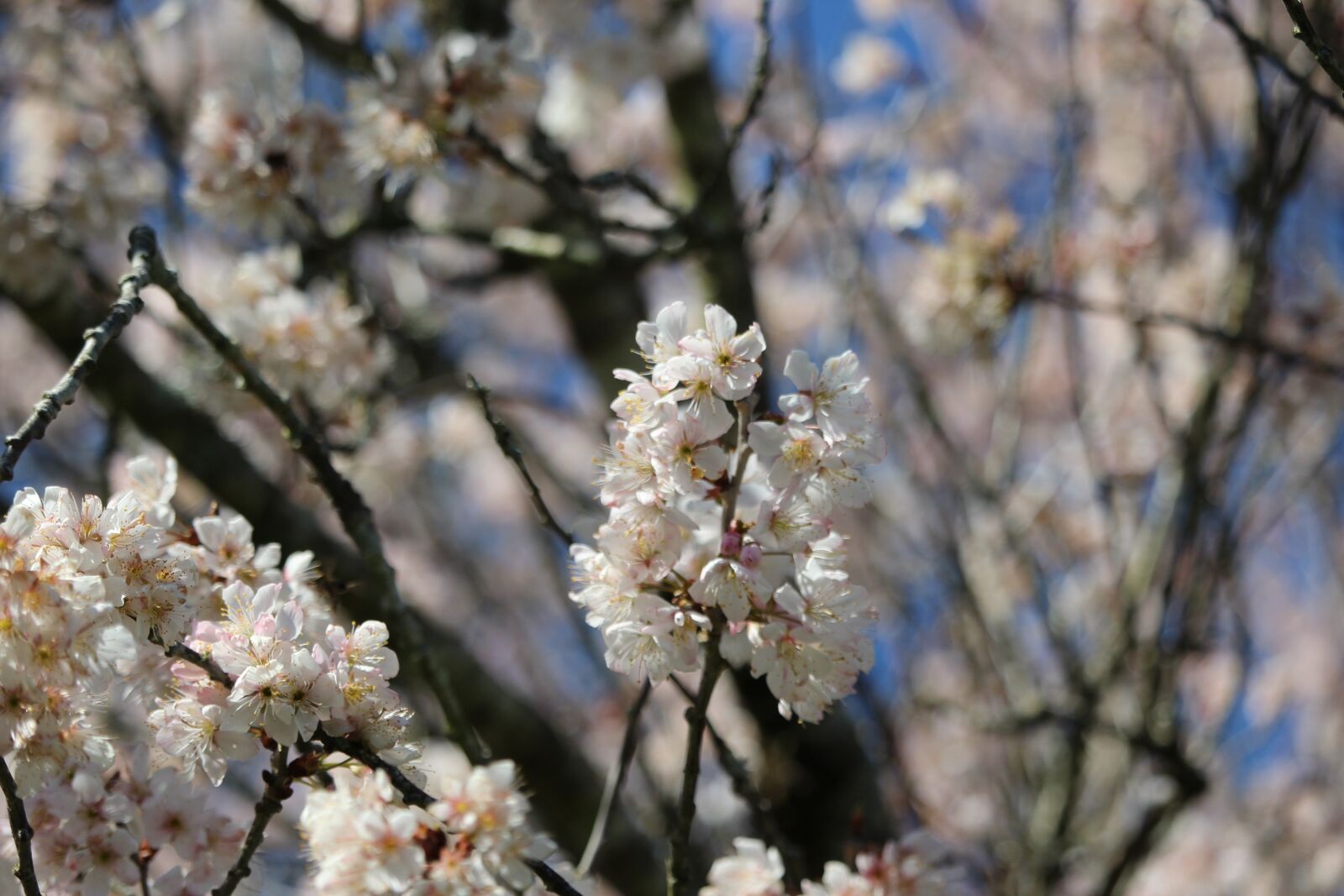 Canon EOS 1200D (EOS Rebel T5 / EOS Kiss X70 / EOS Hi) sample photo. Flower, tree, spring photography