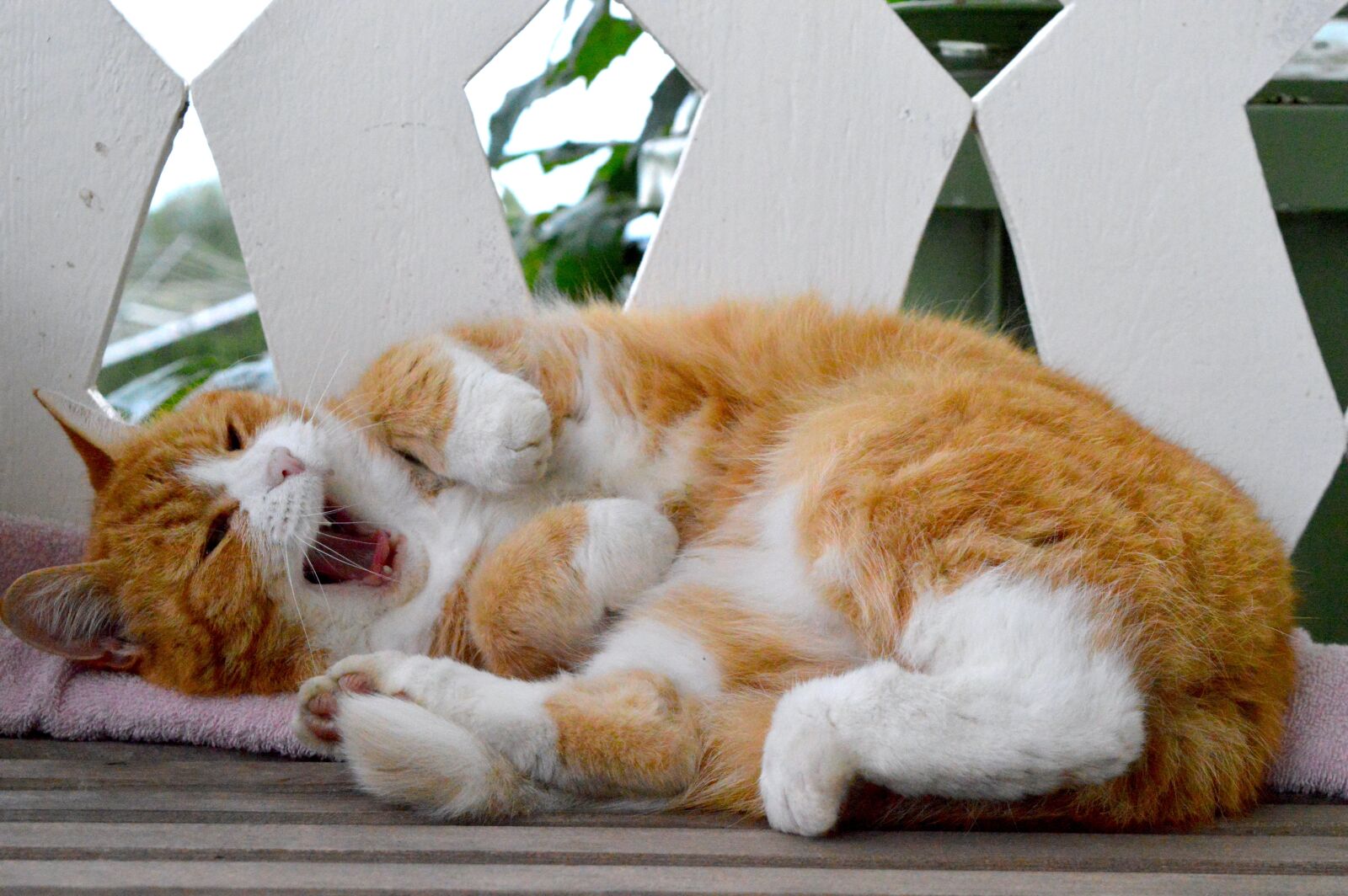 Nikon D3200 sample photo. Cat, pet, domestic cat photography