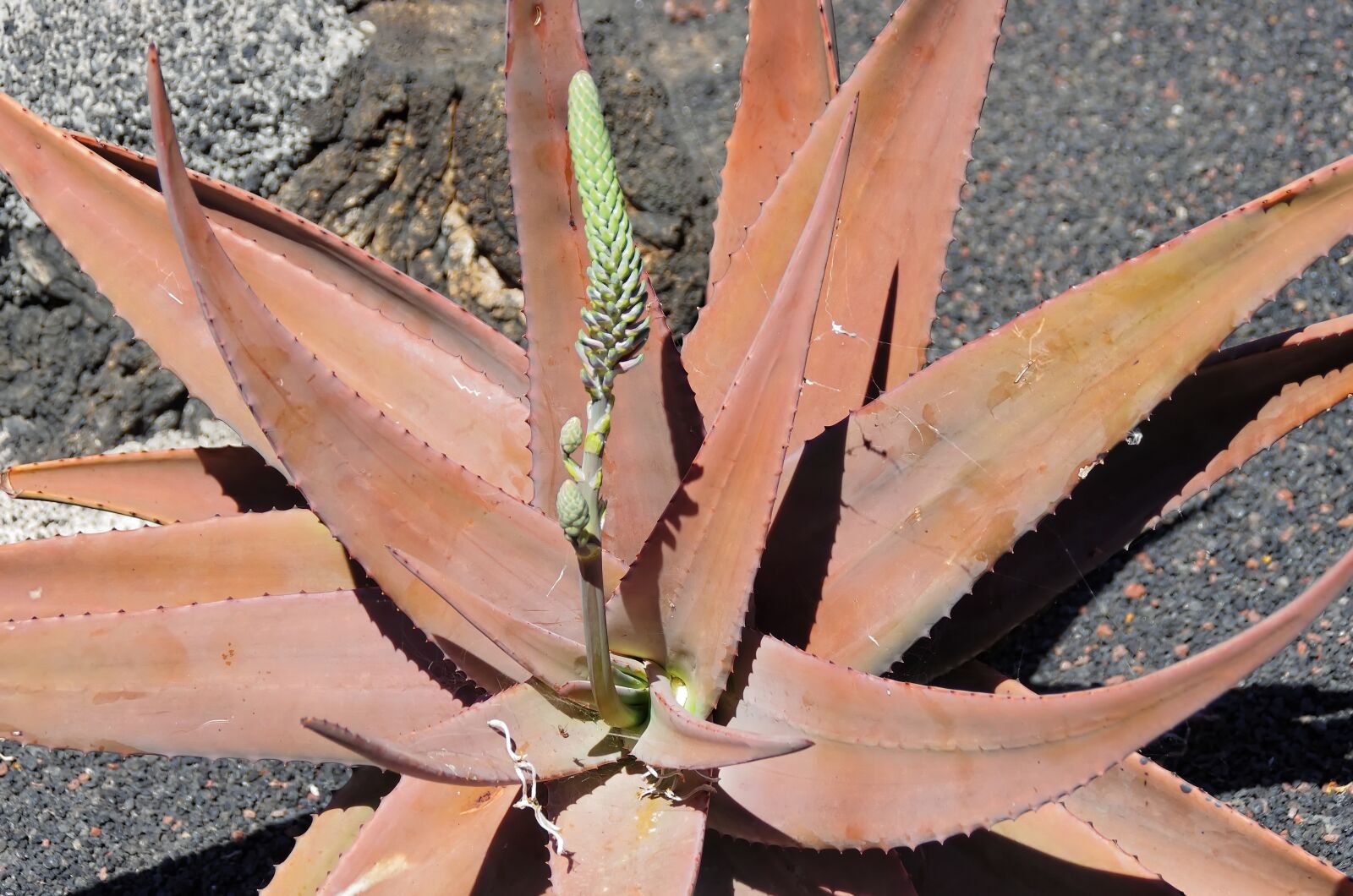 Pentax K-5 sample photo. Lanzarote, aloe, aloe vera photography