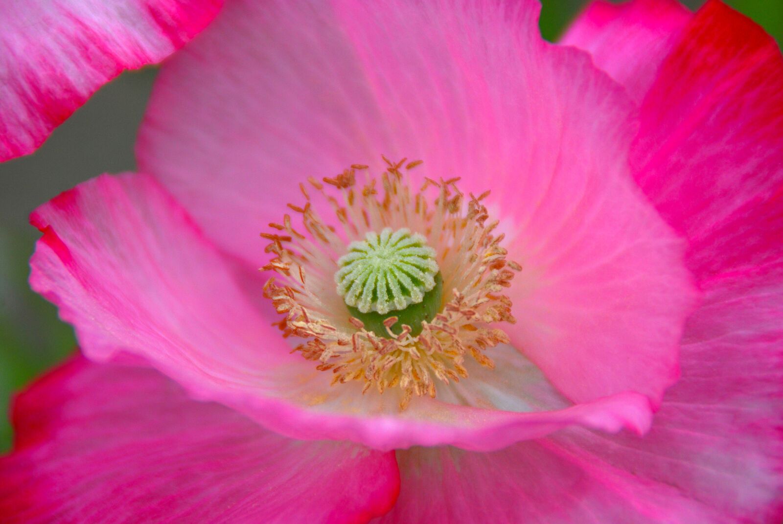Nikon D40X sample photo. Flower, nature, pink photography