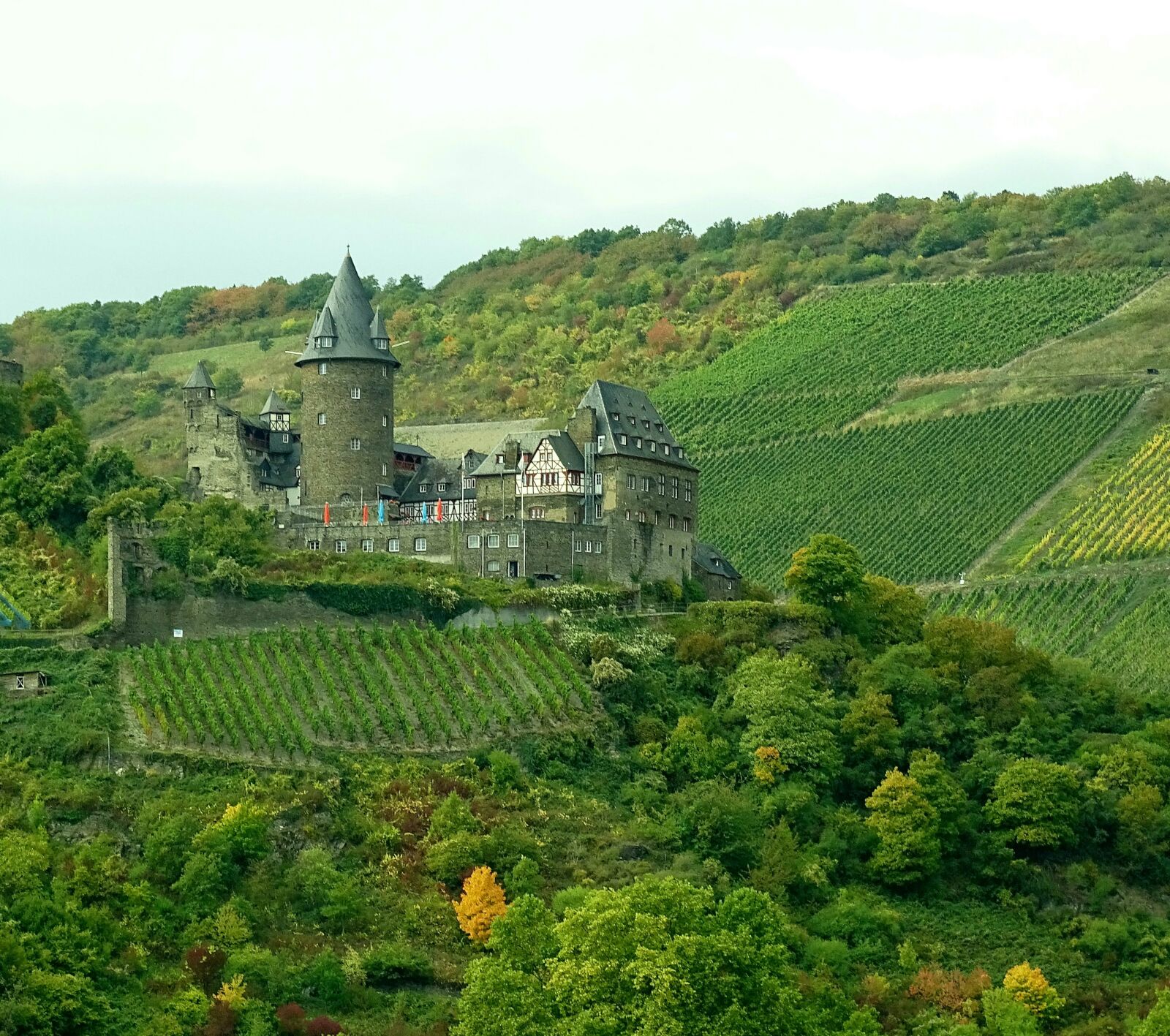 Sony Cyber-shot DSC-HX400V sample photo. Vineyards, rhine, nature photography