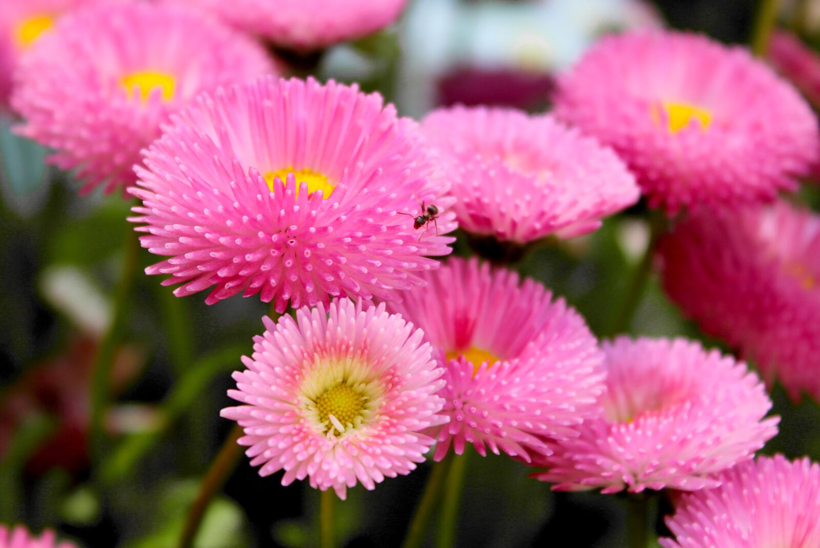 Canon EOS 1300D (EOS Rebel T6 / EOS Kiss X80) sample photo. Daisy, ant, insect photography