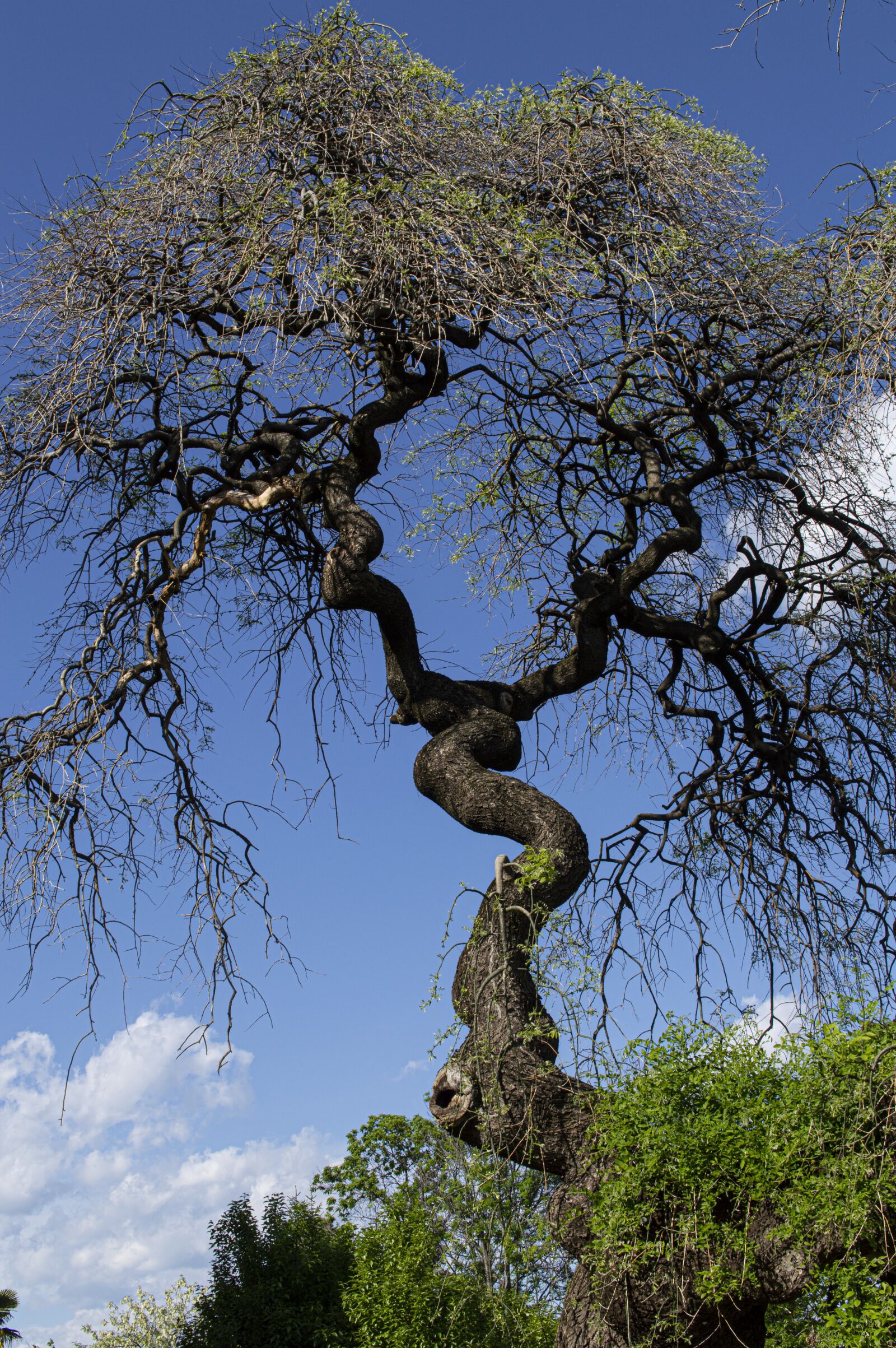 Nikon D3200 sample photo. Tree, sophora japonic, trees photography
