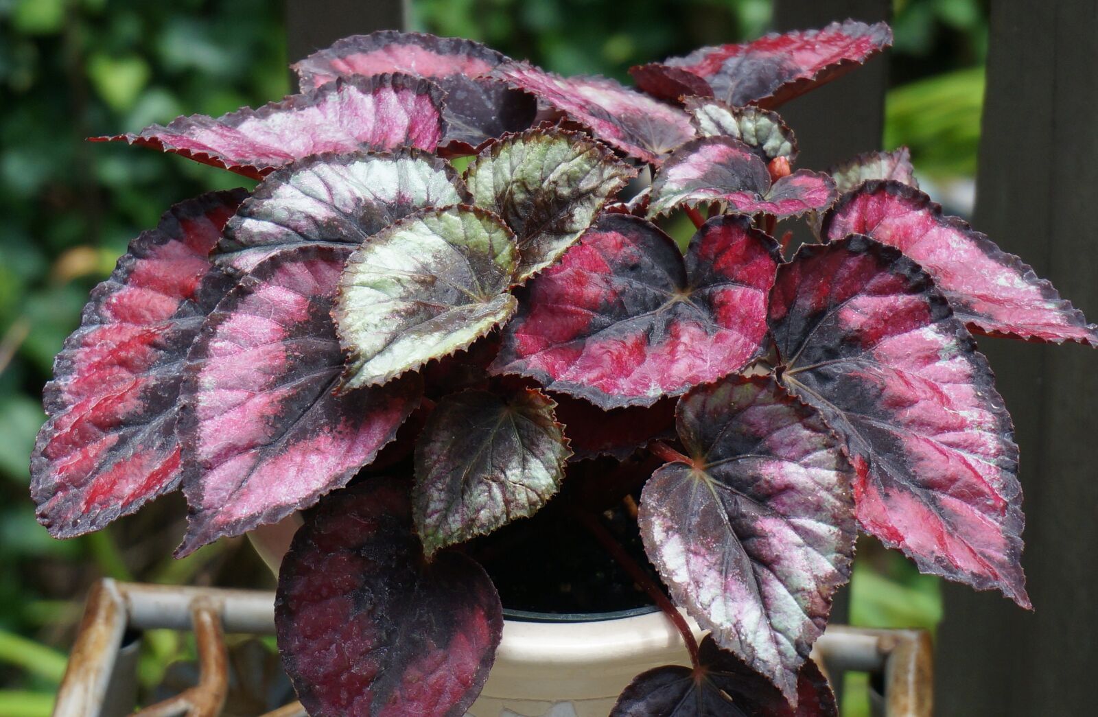 Sony Alpha NEX-5T sample photo. Red kiss rex begonia photography
