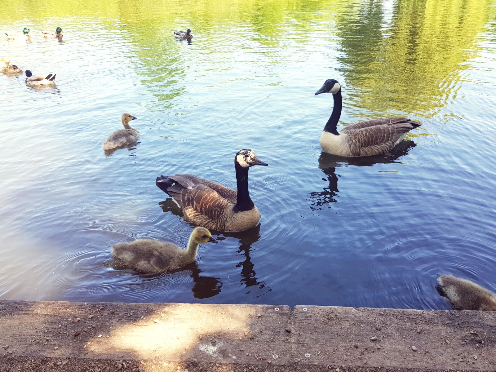 Samsung Galaxy S8 sample photo. Canada geese, geese, chicks photography