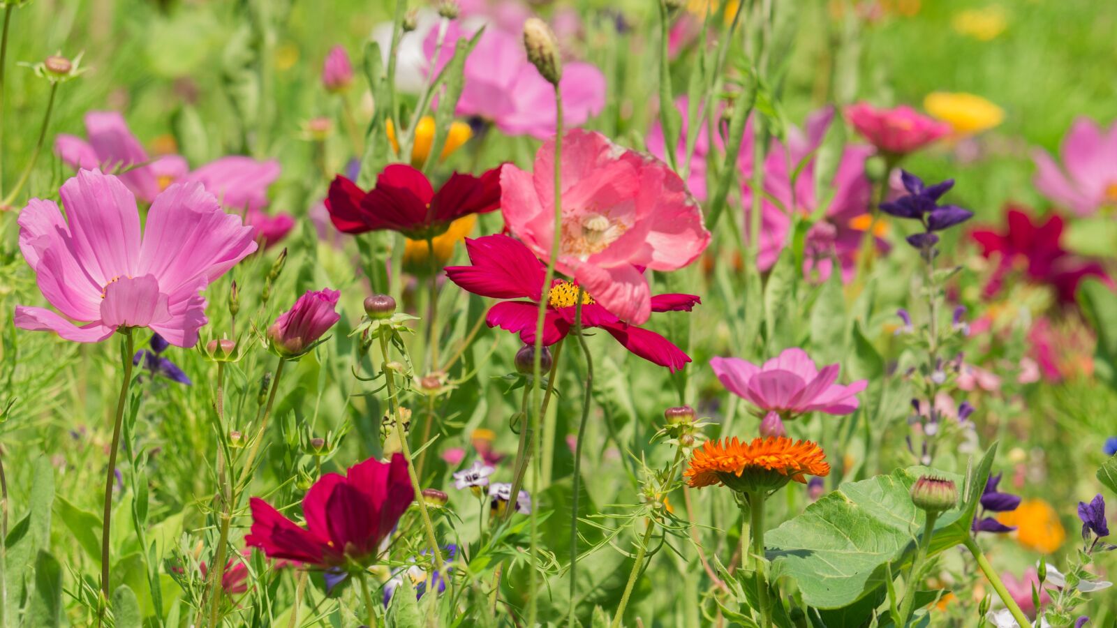 LUMIX G VARIO 100-300/F4.0-5.6II sample photo. Flowers, meadow, flower meadow photography