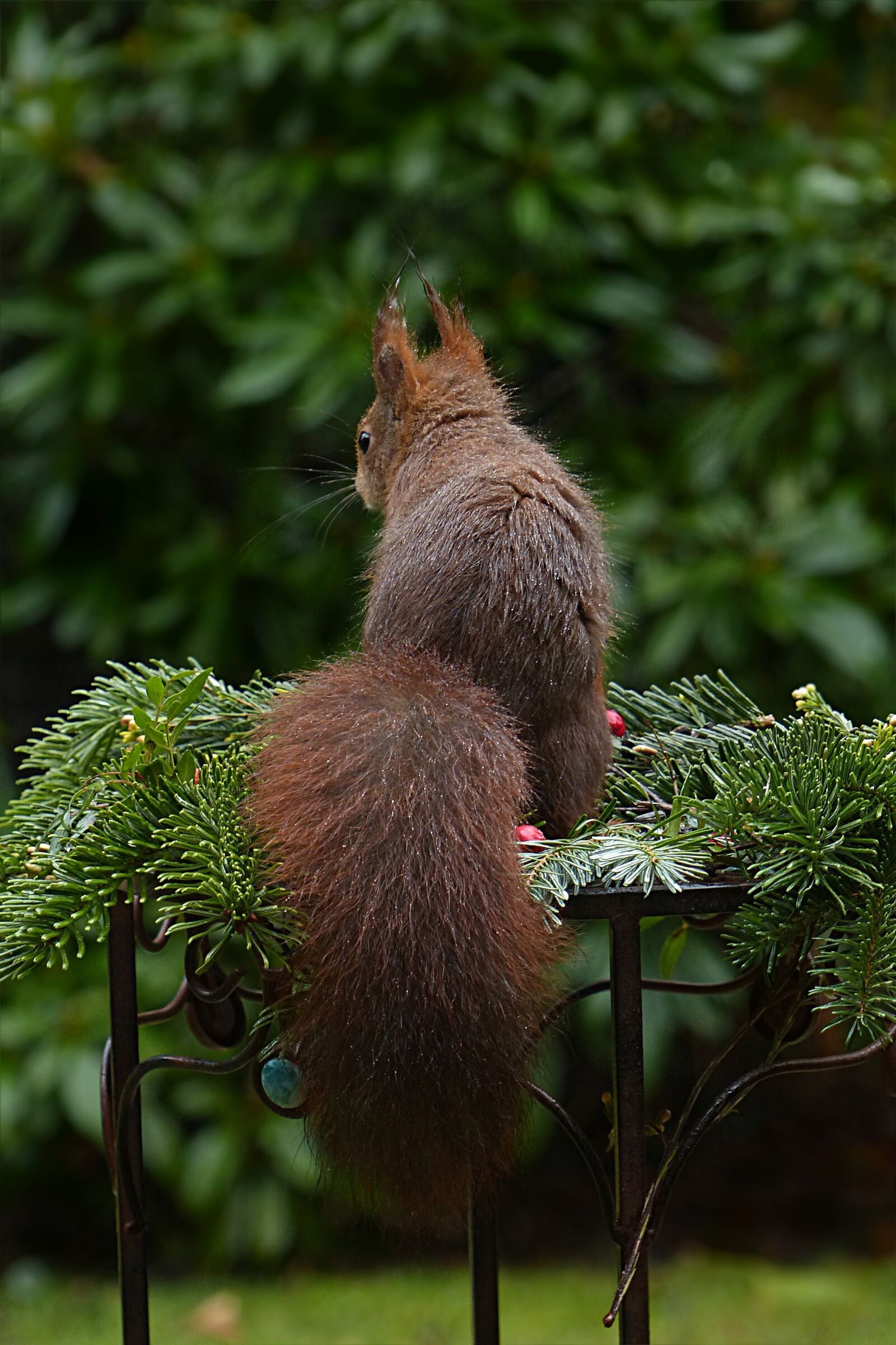 Panasonic Lumix DMC-FZ200 sample photo. Animal, rodent, squirrel photography