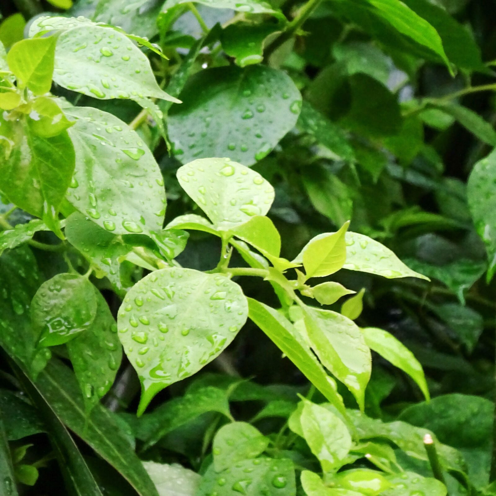 Sony Cyber-shot DSC-WX350 sample photo. Leaf, raindrop photography